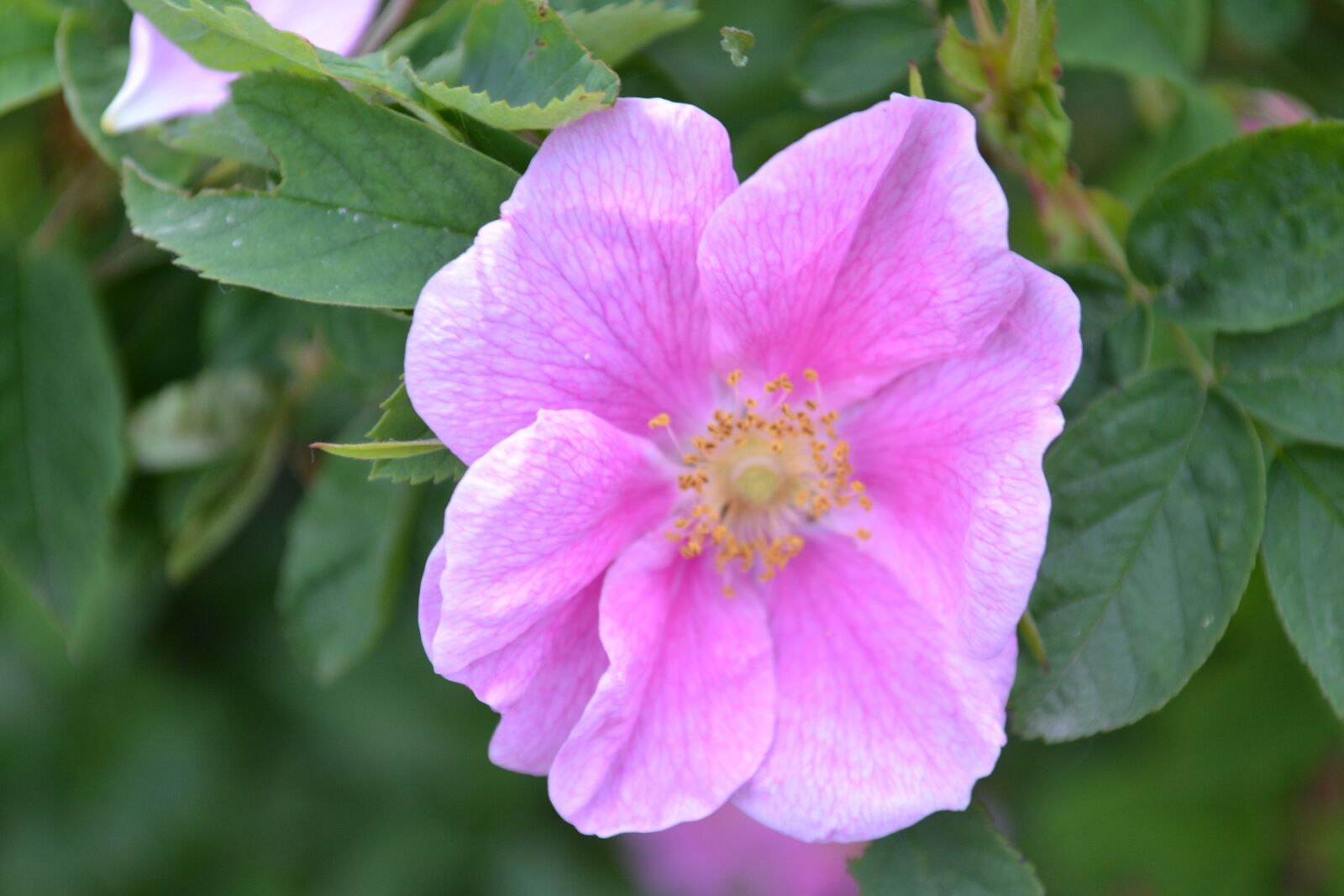 Nikon D3100 sample photo. Flower, summer, nature photography