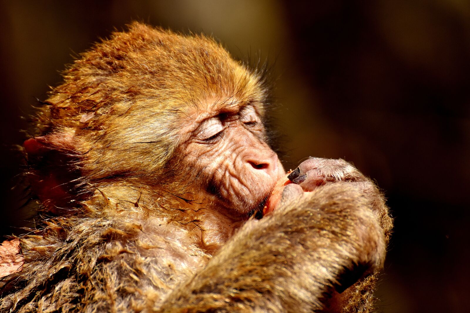 Nikon D7200 sample photo. Barbary ape, eat, pleasure photography
