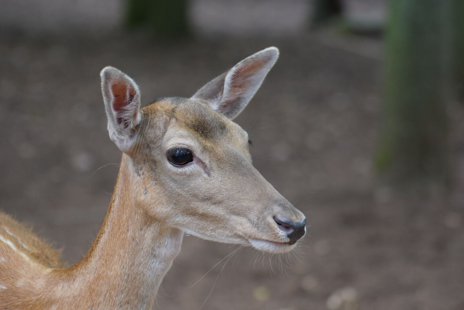 Nikon D3300 sample photo. Roe deer, animals, wild photography