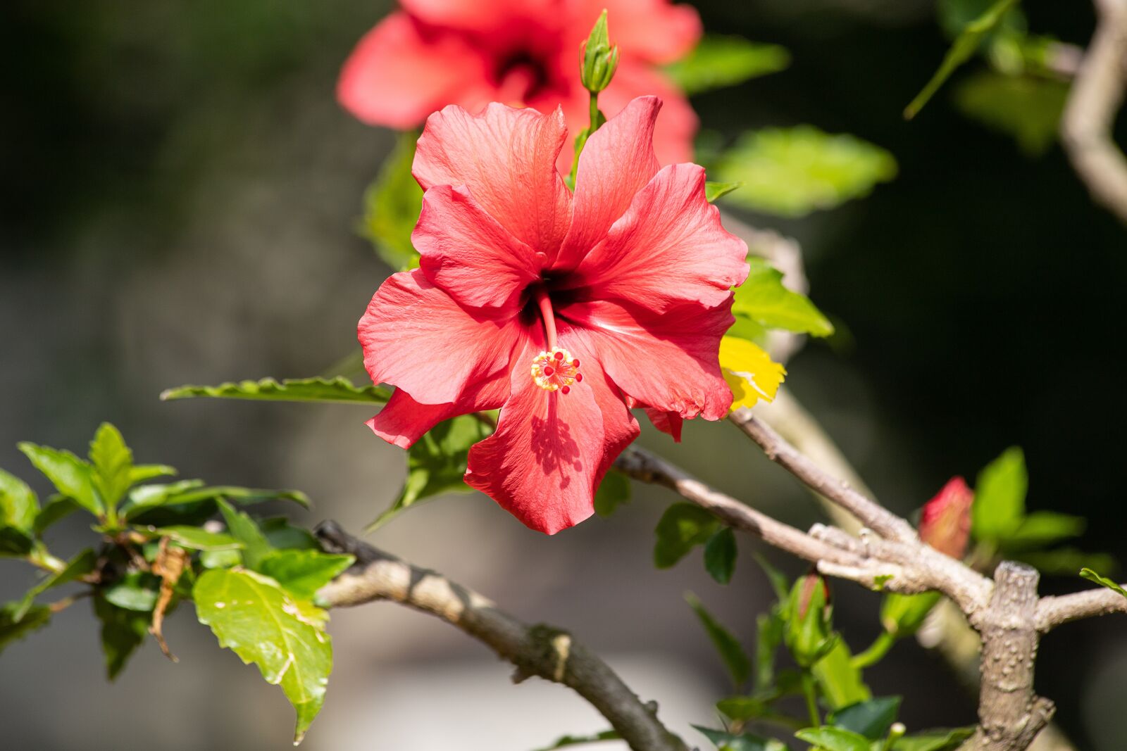 Canon EF 70-300mm F4-5.6 IS USM sample photo. Hibiscus, flower, plant photography