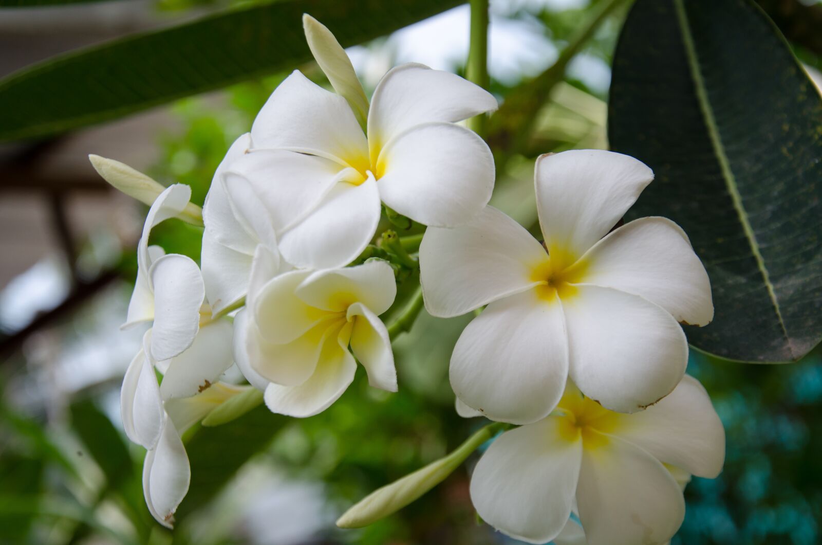 Nikon D5100 sample photo. Flower, white, white flowers photography