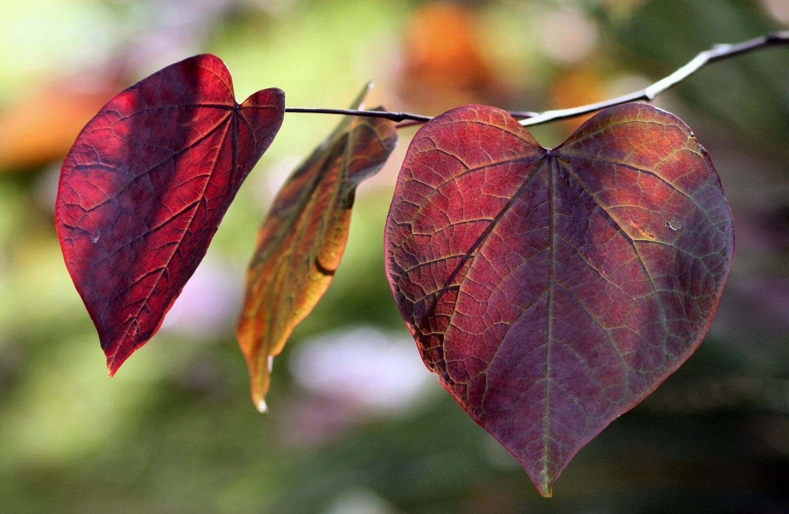 Canon EOS 350D (EOS Digital Rebel XT / EOS Kiss Digital N) sample photo. Leaves, autumn, nature photography