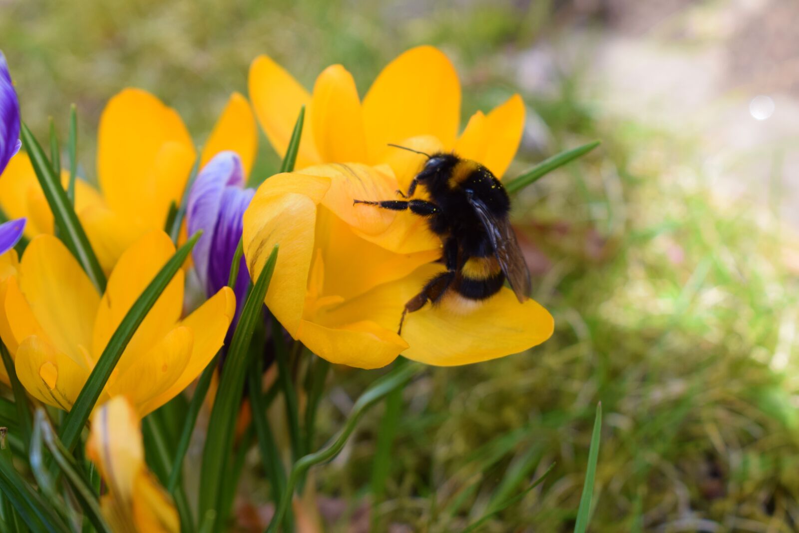 Nikon D3300 sample photo. Nature, flower, insect photography