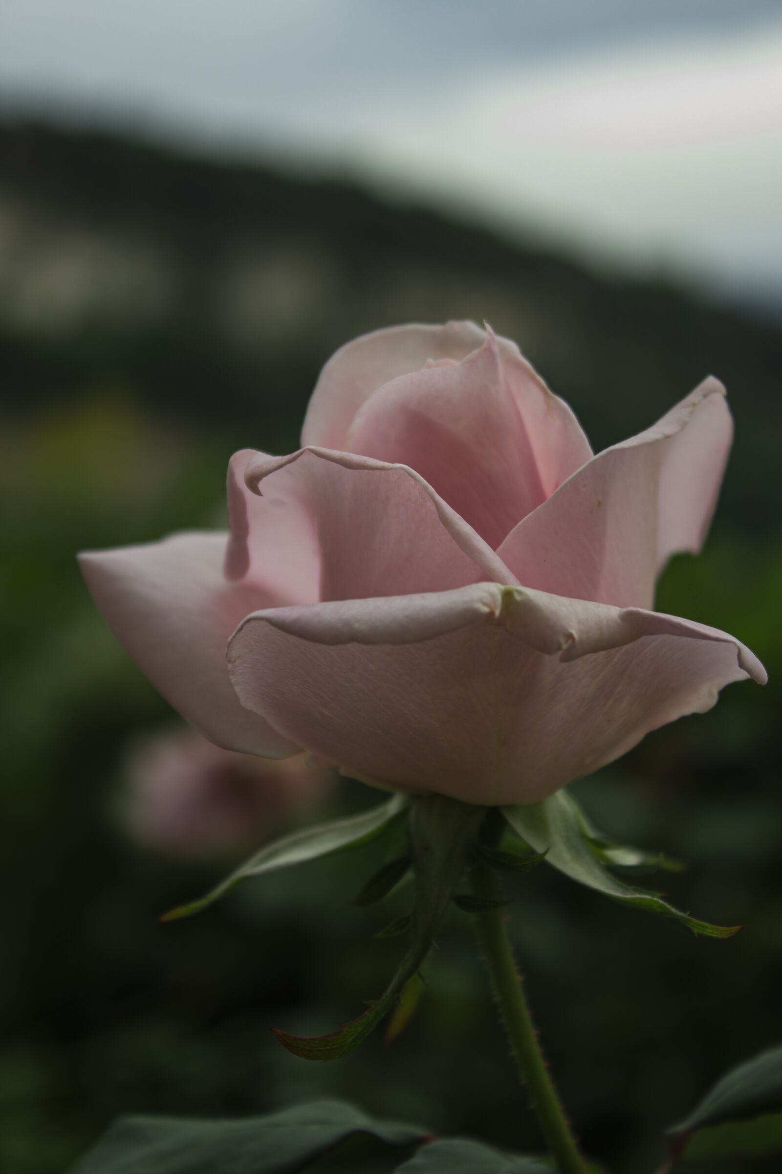 Canon EOS 700D (EOS Rebel T5i / EOS Kiss X7i) + Canon EF-S 18-55mm F3.5-5.6 IS II sample photo. Rose, bloom, flower photography