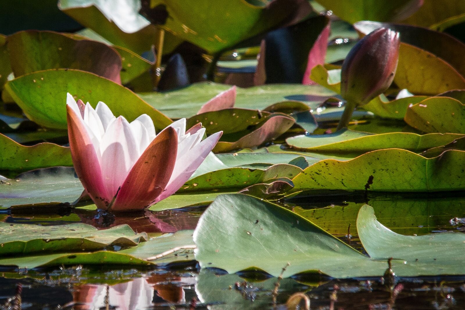 Canon EOS 5D Mark III sample photo. Water lily, pond, flower photography