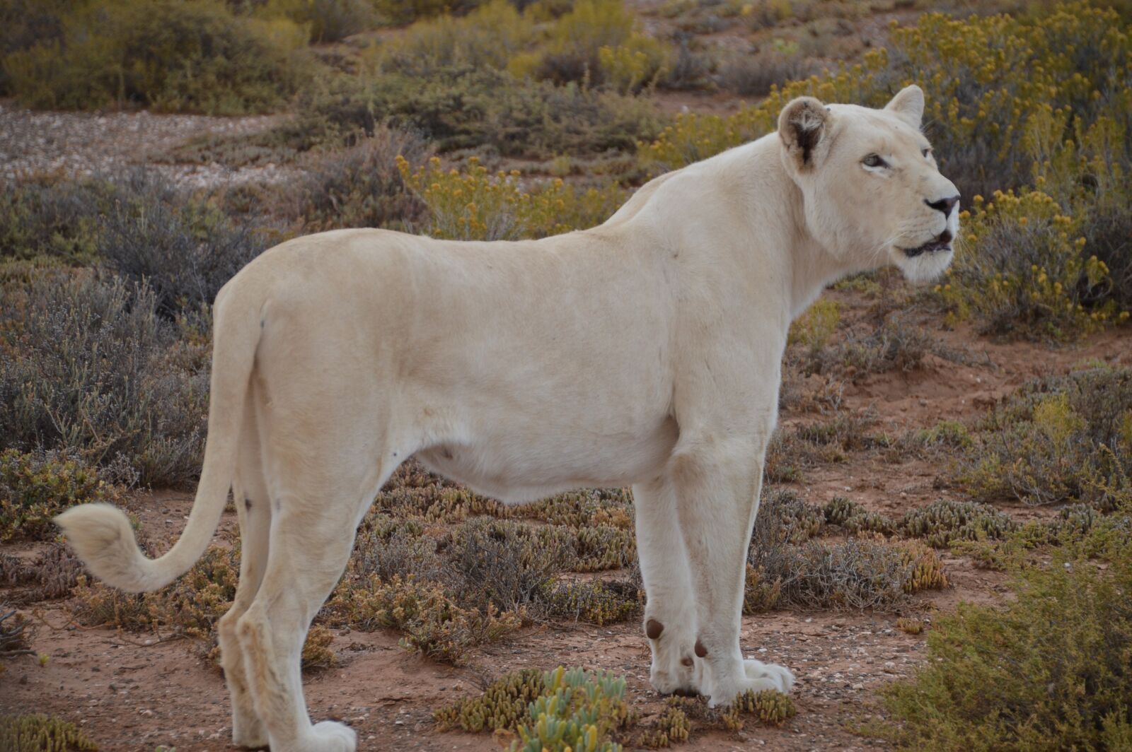 Nikon D3200 sample photo. White-lion, lion, walking-safari photography