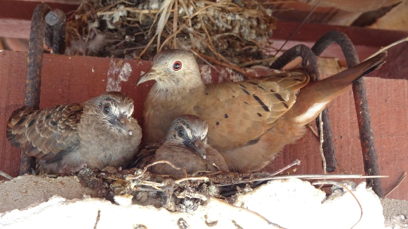 Sony Cyber-shot DSC-HX90V sample photo. Pigeons, pombos, birds photography