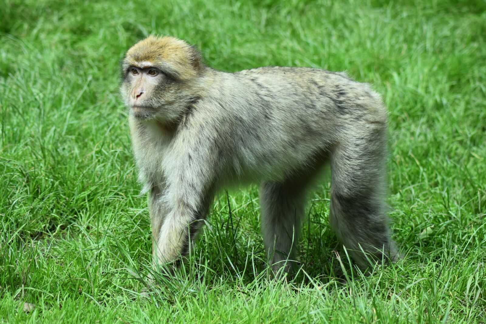 Nikon D7200 sample photo. Monkey, animal, primate photography