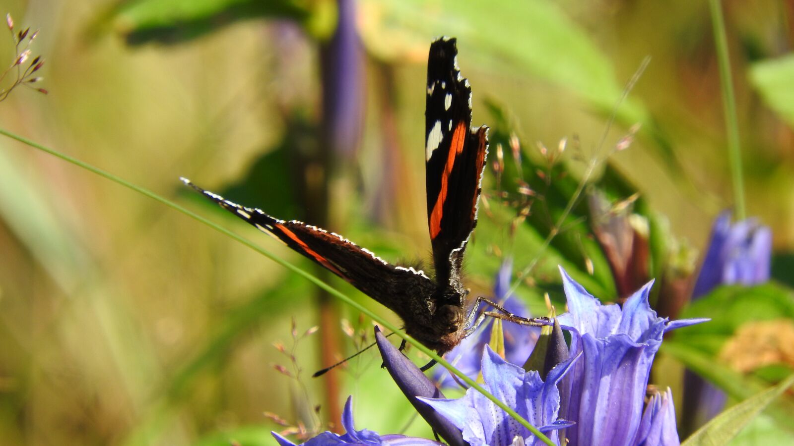 Nikon Coolpix P610 sample photo. Butterfly, meadow, country photography