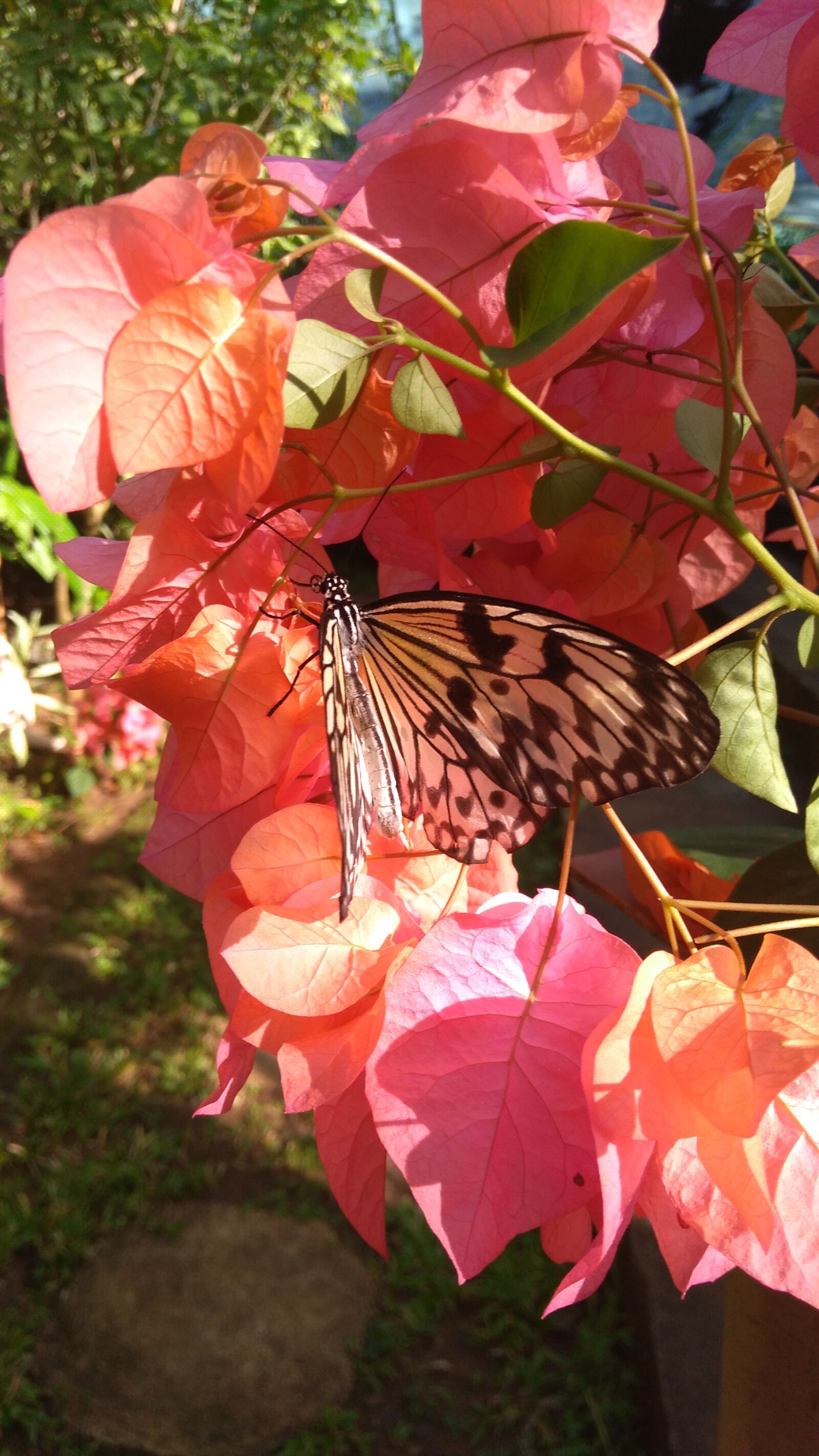 ASUS X00ID sample photo. Butterfly, flower, nature photography