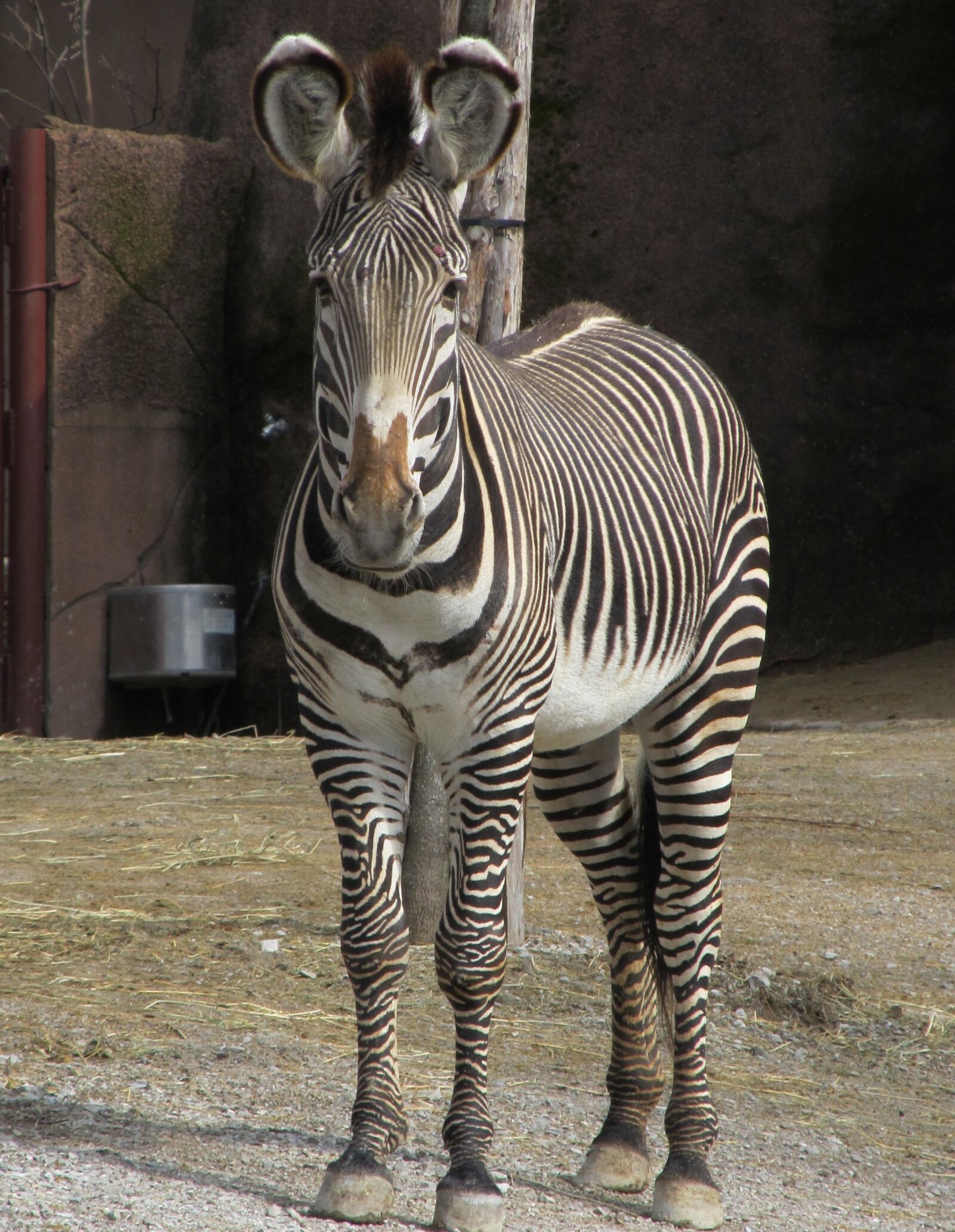 Canon PowerShot SX130 IS sample photo. Zebra, looking, head photography