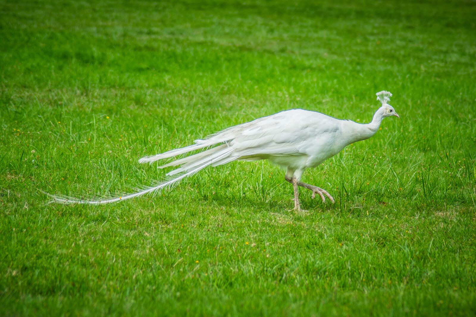 Nikon D5300 sample photo. Peacock, white, feather photography
