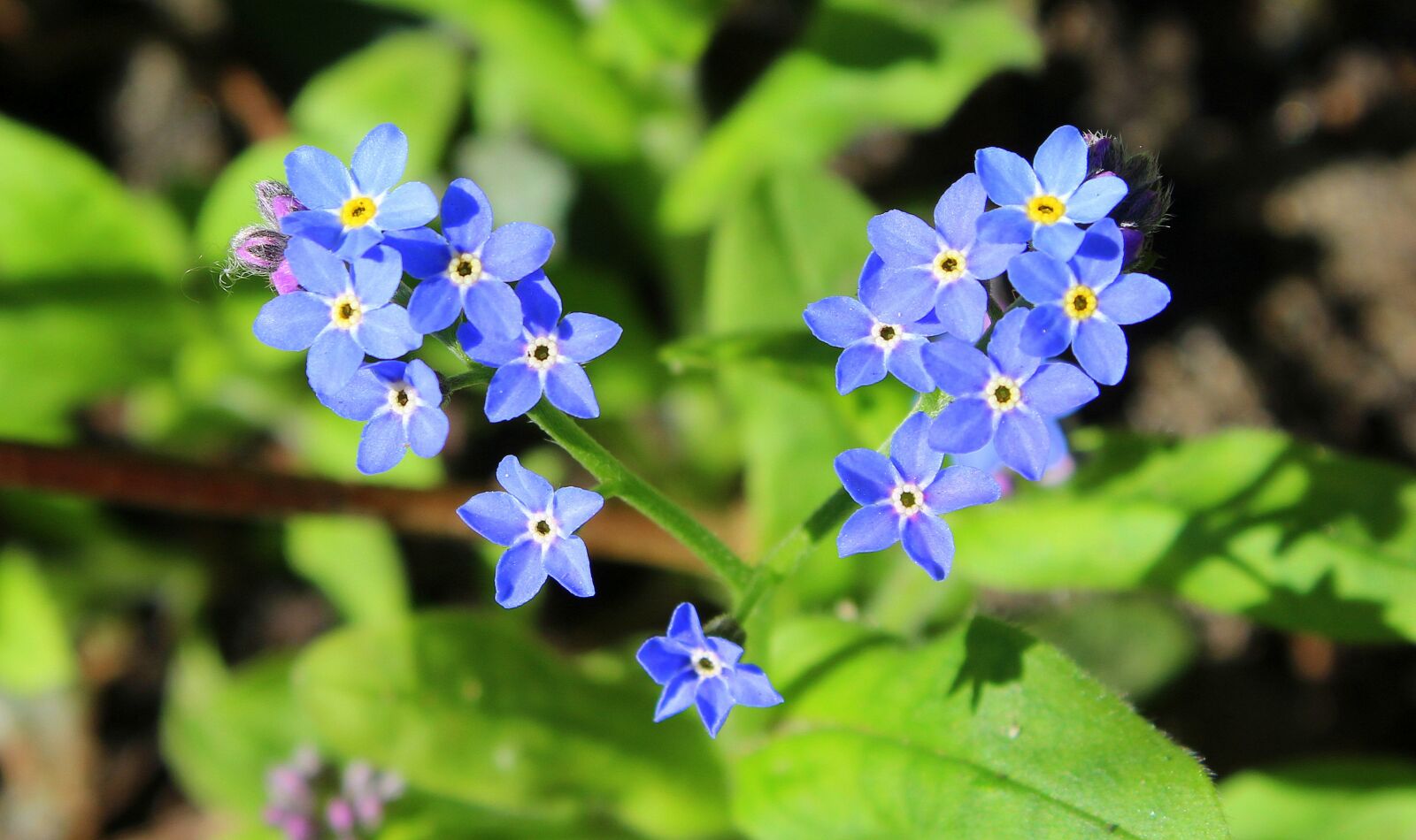 Canon EOS 1200D (EOS Rebel T5 / EOS Kiss X70 / EOS Hi) sample photo. Forget, blue flowers, the photography