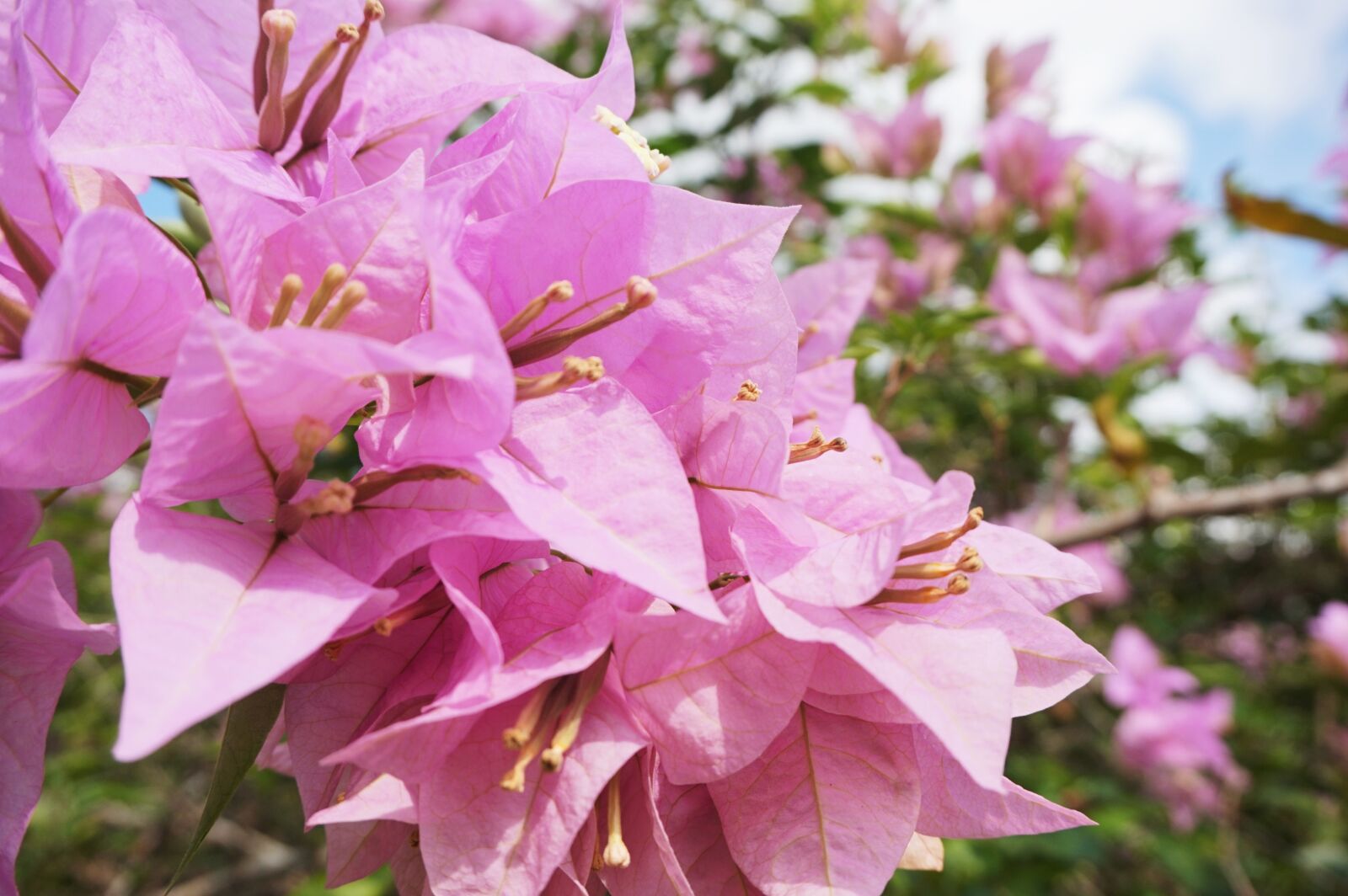 Sony Alpha a5000 (ILCE 5000) sample photo. Flower, bougainvillea, nature photography