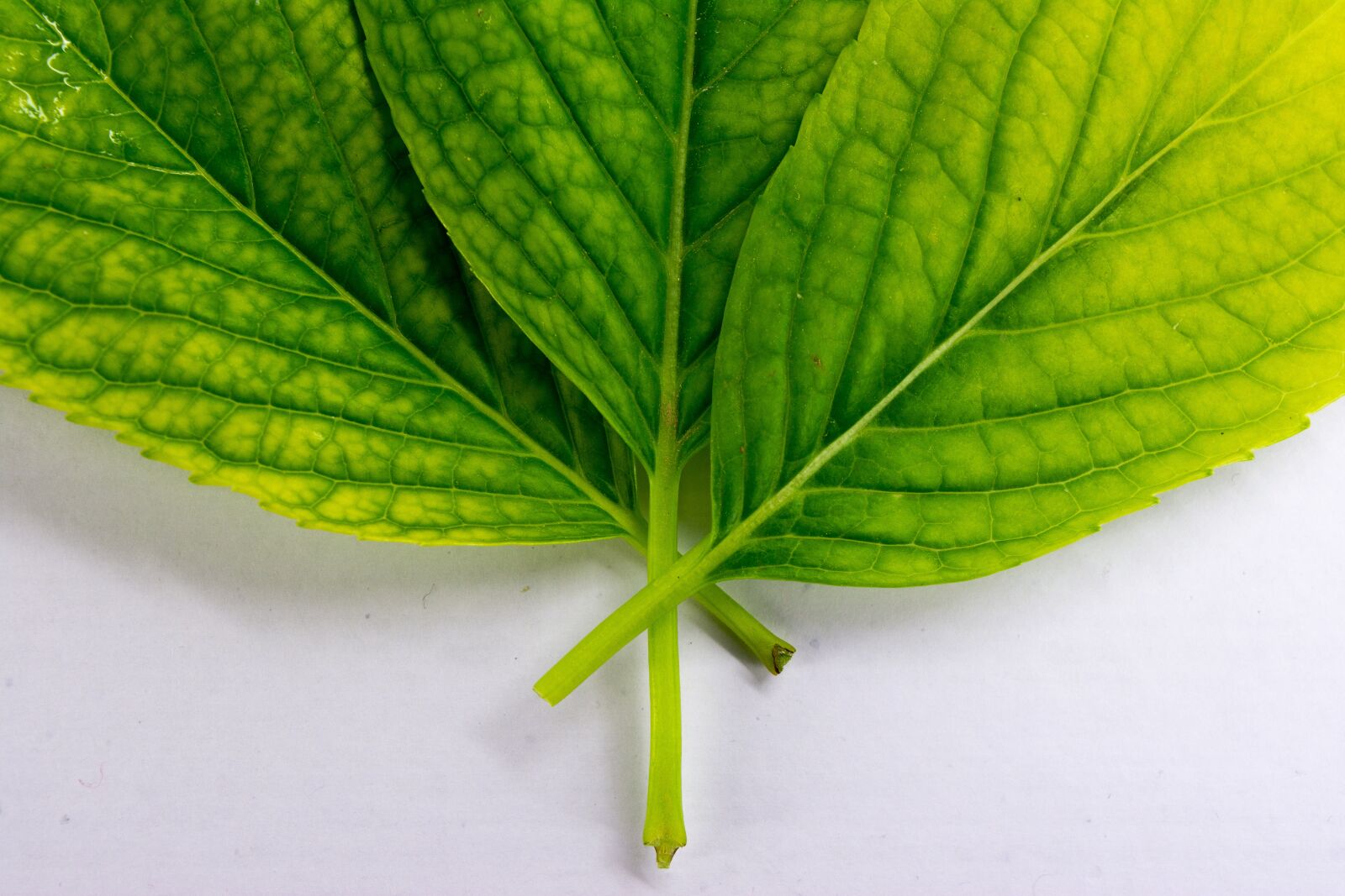 Nikon D5200 sample photo. Leaf leafs, green, white photography