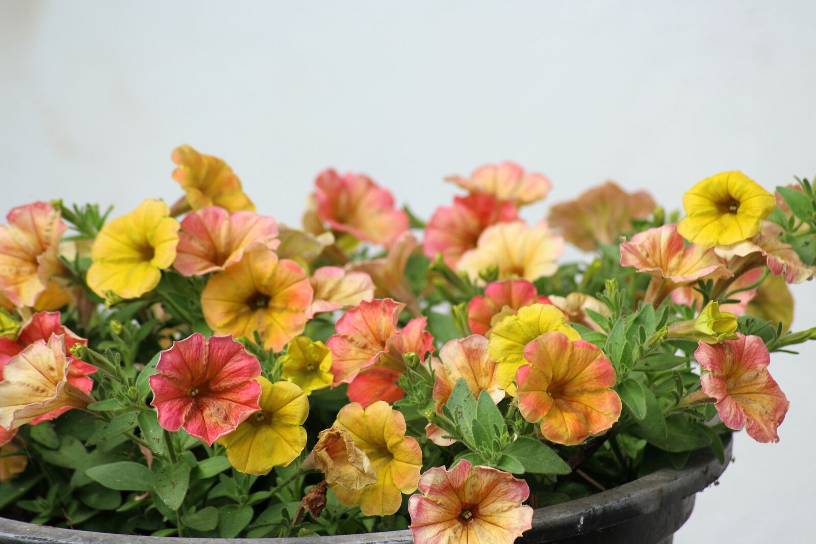 Canon EOS 1200D (EOS Rebel T5 / EOS Kiss X70 / EOS Hi) sample photo. Petunia, flower, colorful photography