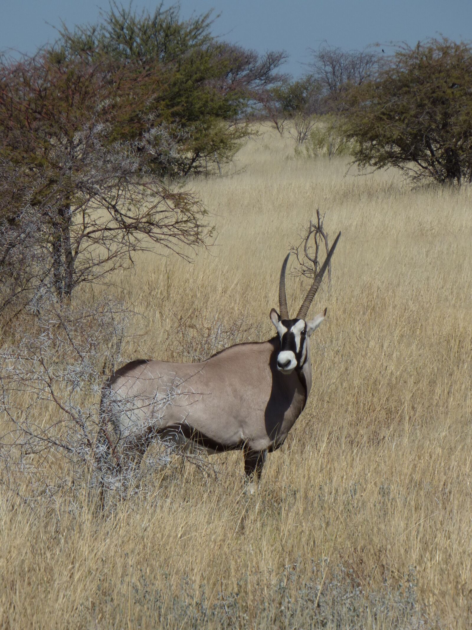 Panasonic DMC-FZ72 sample photo. Africa, namibia, animals photography