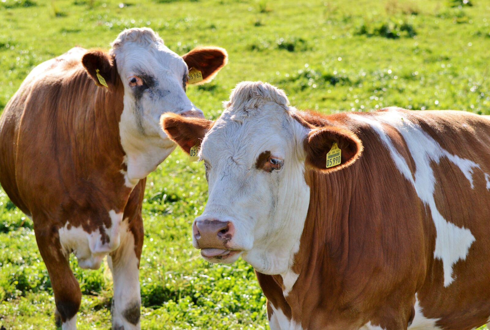 Nikon D3200 sample photo. Cow, beef, ruminant photography