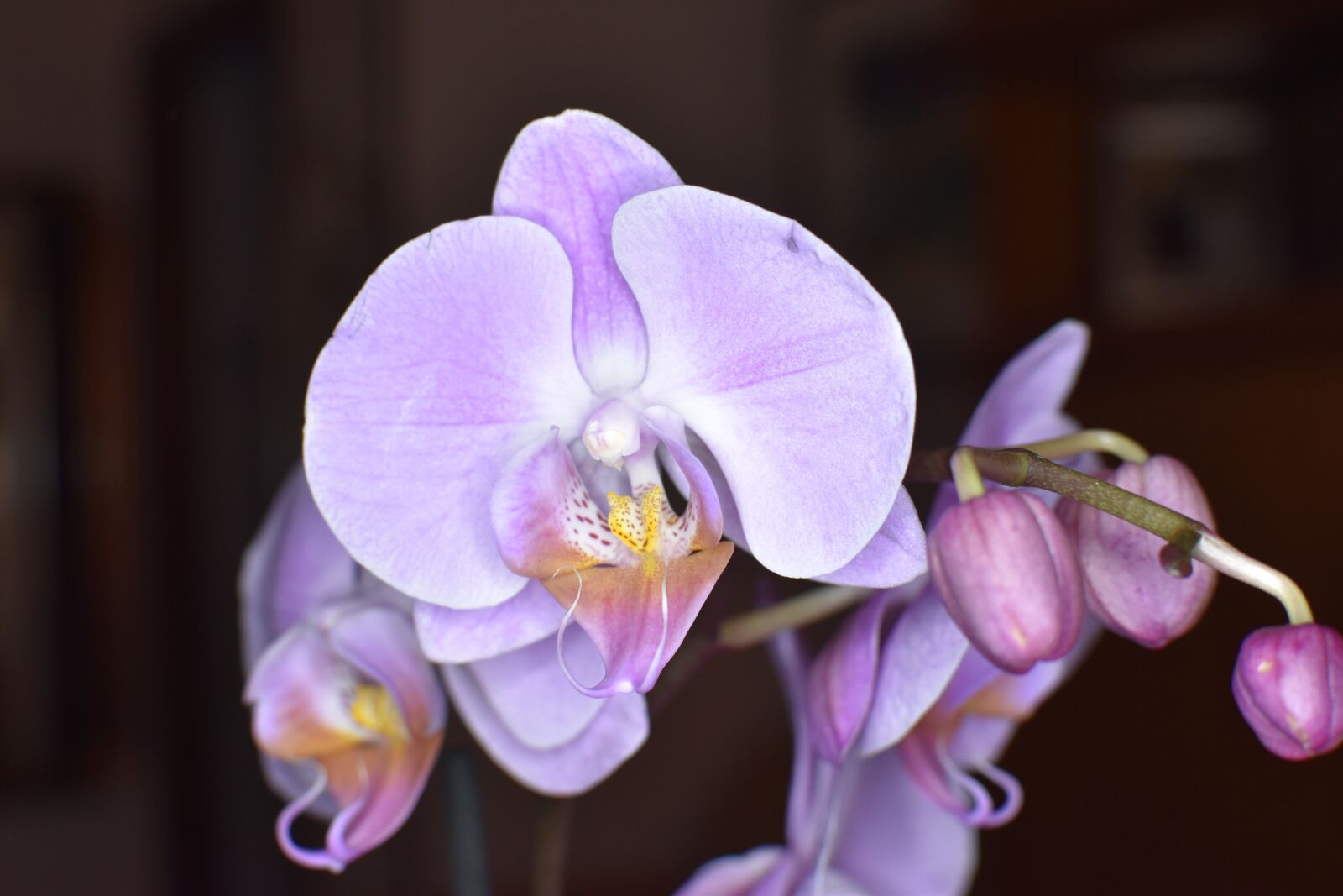Nikon D5600 sample photo. Orchids, flowers, orchid photography