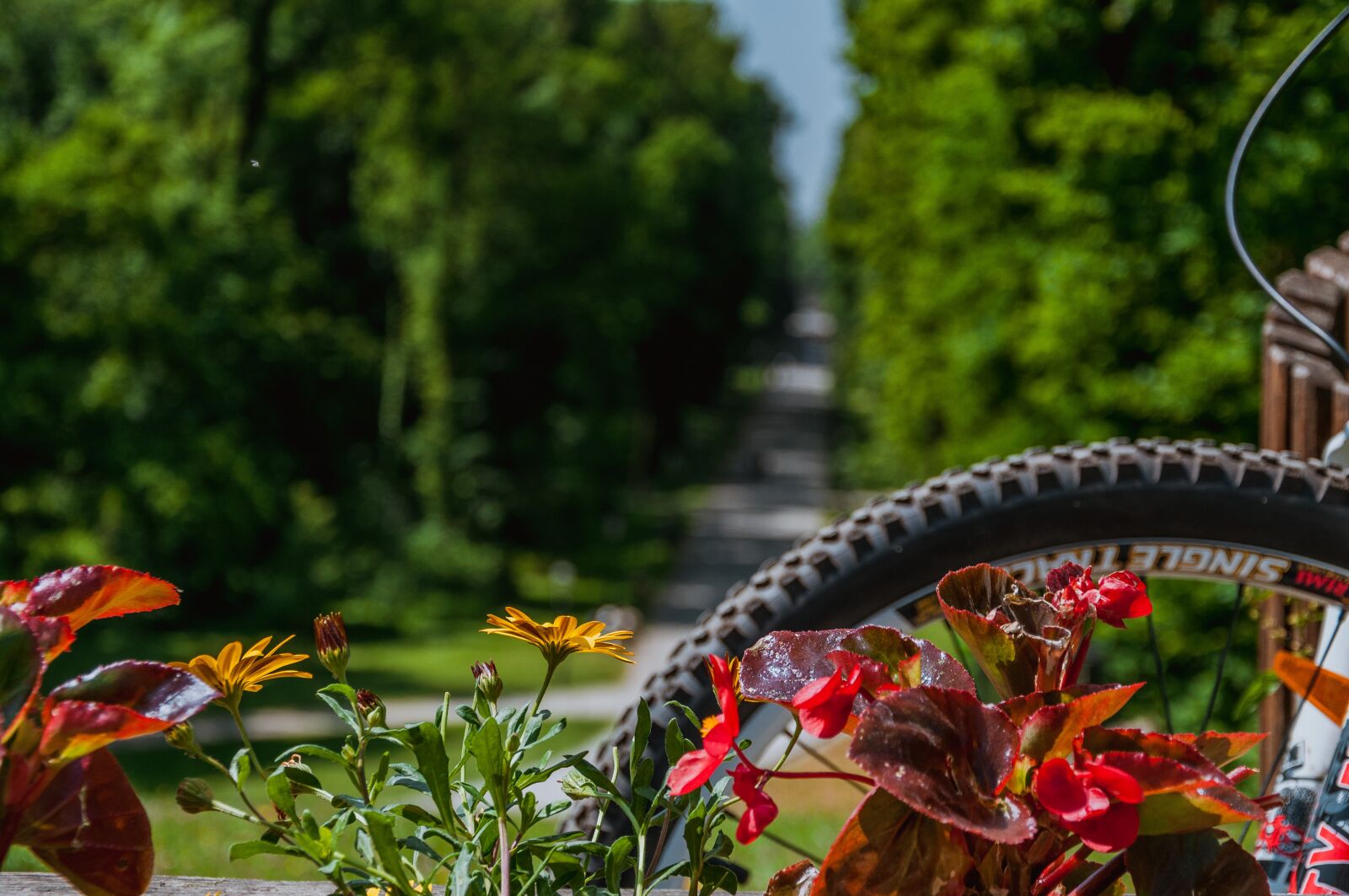 Nikon D90 sample photo. Bike, flowers, nature photography