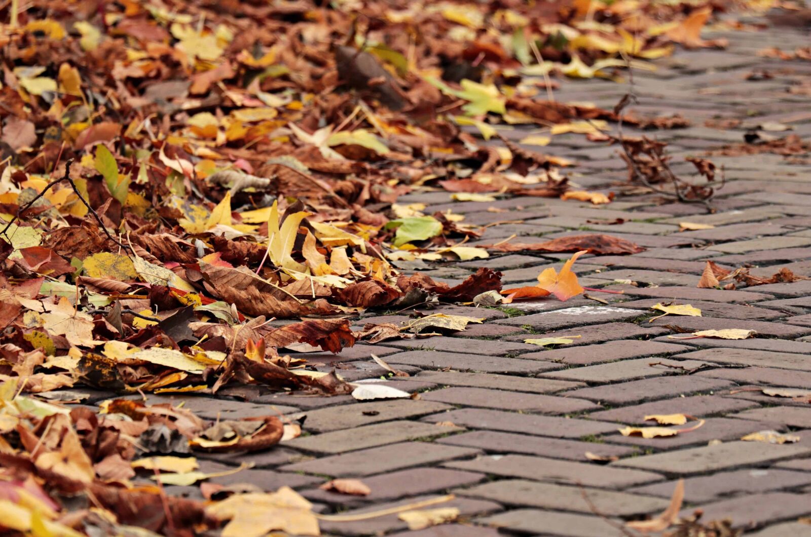 Canon EOS 80D sample photo. Texture, road, pavement, autumn photography