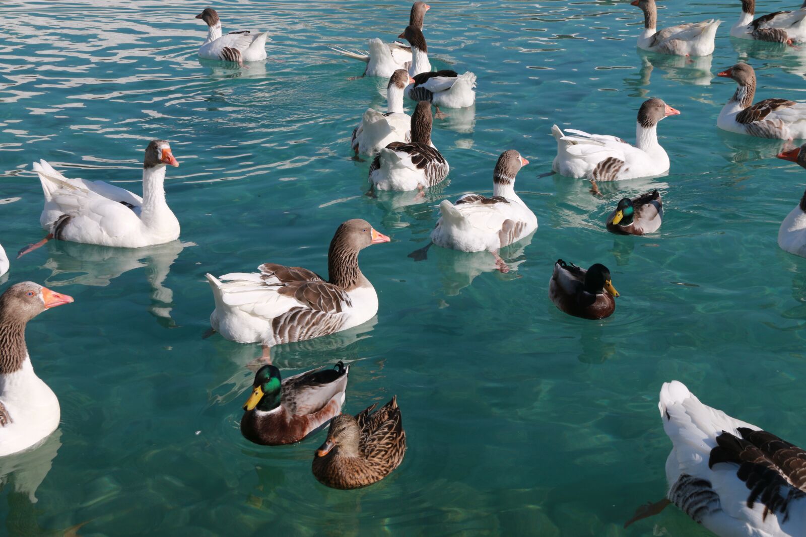 Canon EF-S 18-135mm F3.5-5.6 IS sample photo. Duck, marine, bird photography
