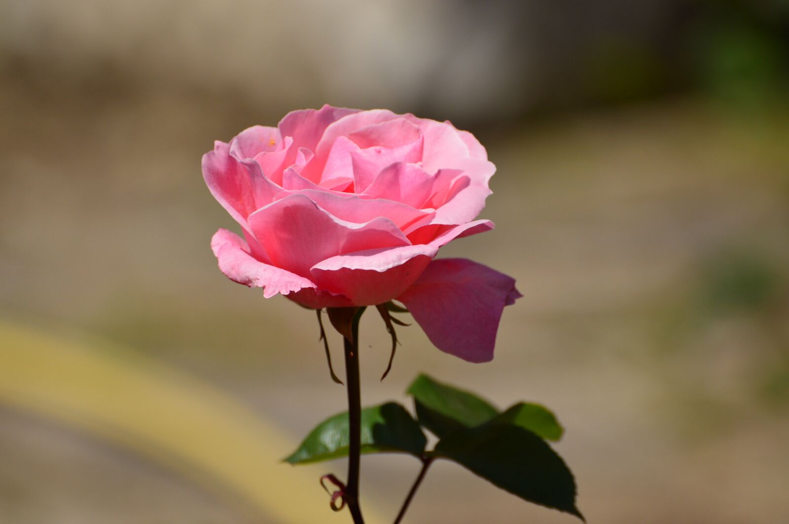 Nikon D3200 sample photo. Rose, pink rose, flower photography