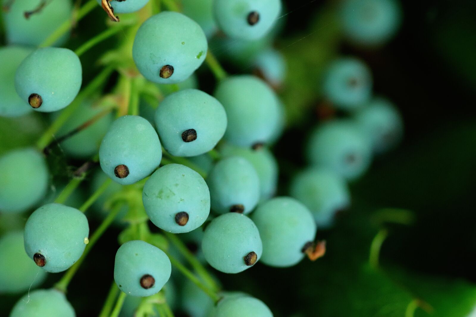 Canon EOS 200D (EOS Rebel SL2 / EOS Kiss X9) sample photo. Berries, macro, nature photography