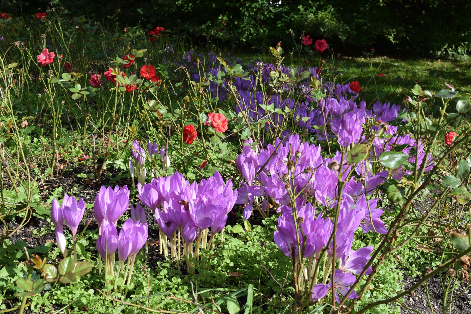 Nikon D3300 sample photo. Herbstzeitlose, flowers, purple photography