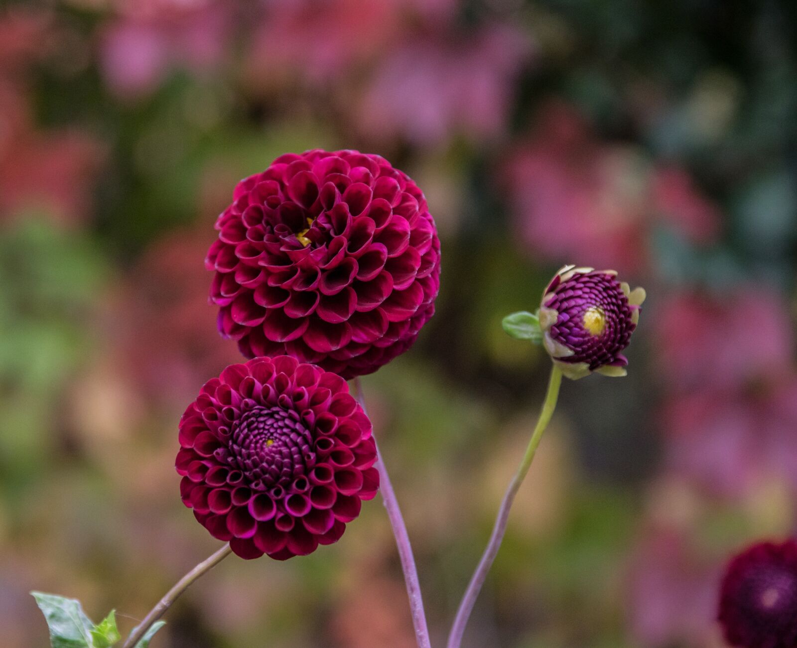 Pentax K-3 sample photo. Flower, dahlia, blossom photography