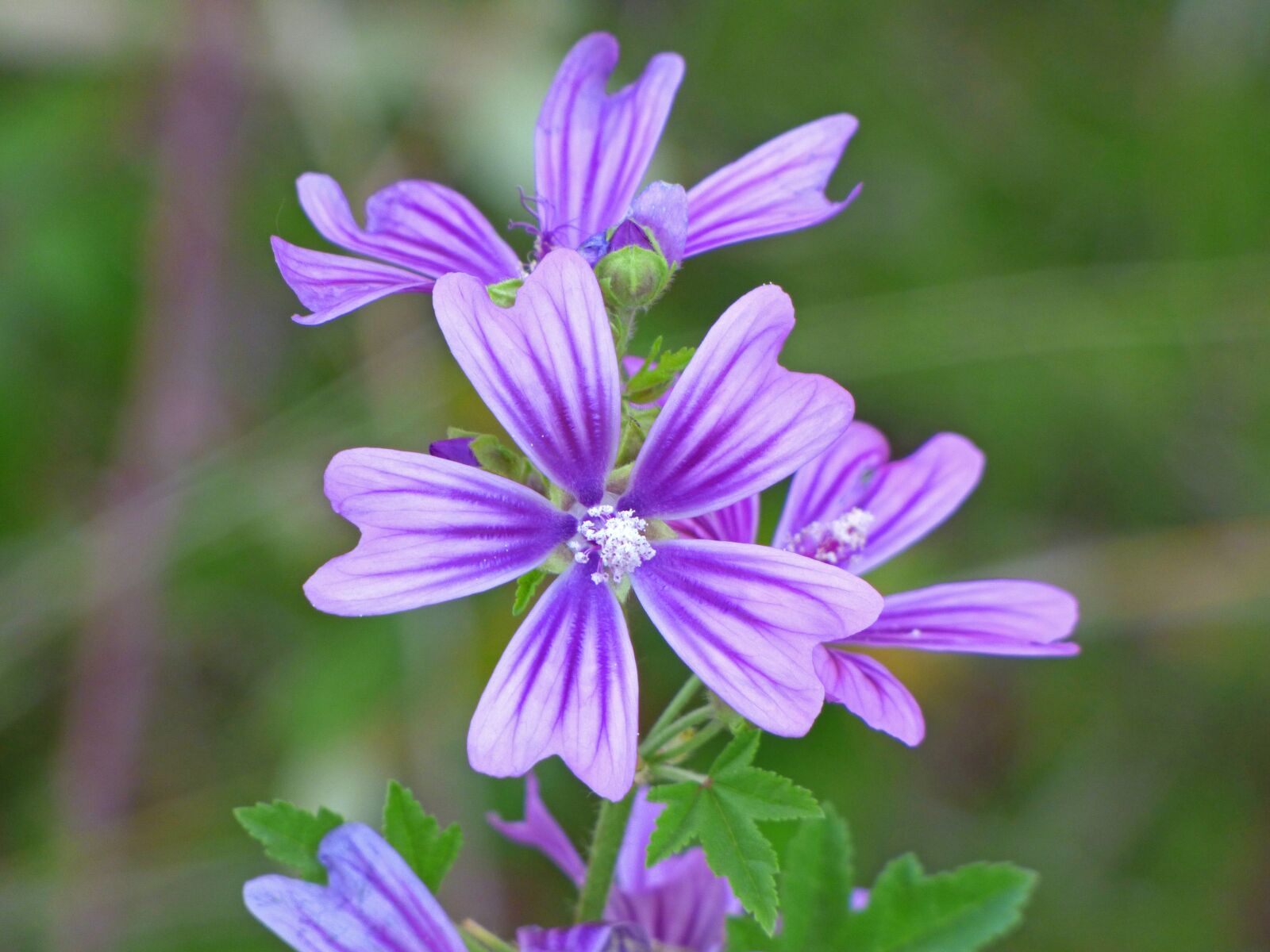 Panasonic Lumix DMC-FZ70 sample photo. Mallow, wild flower, beauty photography