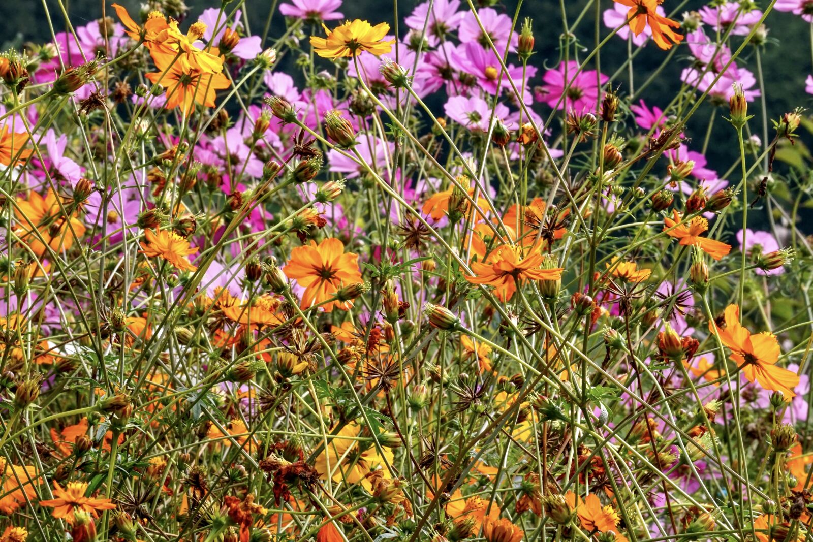 Sony DT 55-300mm F4.5-5.6 SAM sample photo. Flowers, cosmea, cosmos photography