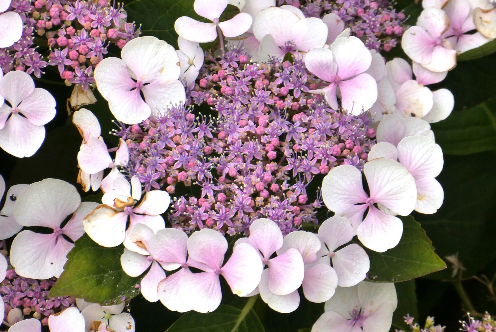 Panasonic Lumix DC-ZS70 (Lumix DC-TZ90) sample photo. Hydrangea, garden plant, summer photography