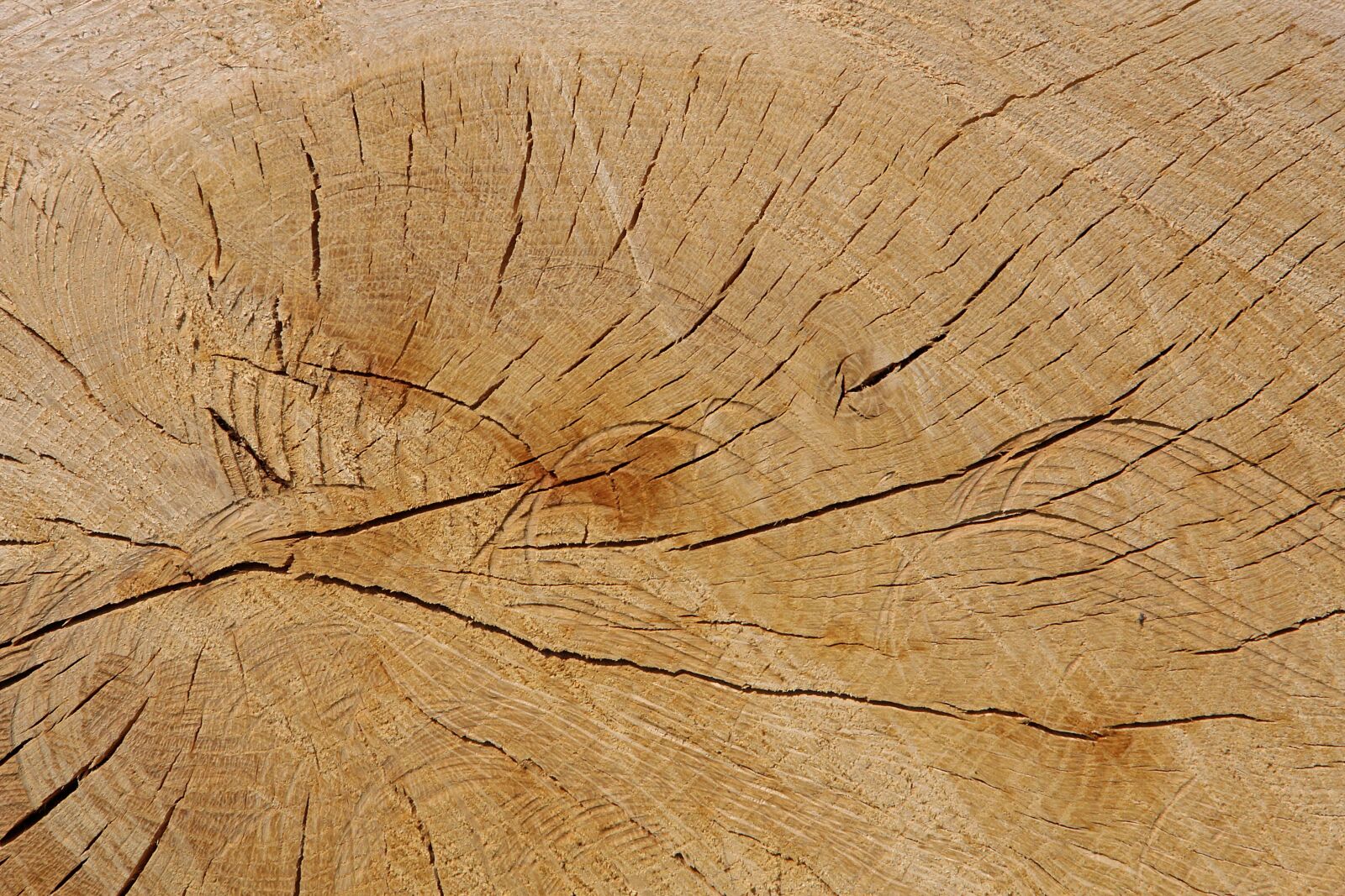 Canon EOS 60D sample photo. Tree, log, annual rings photography