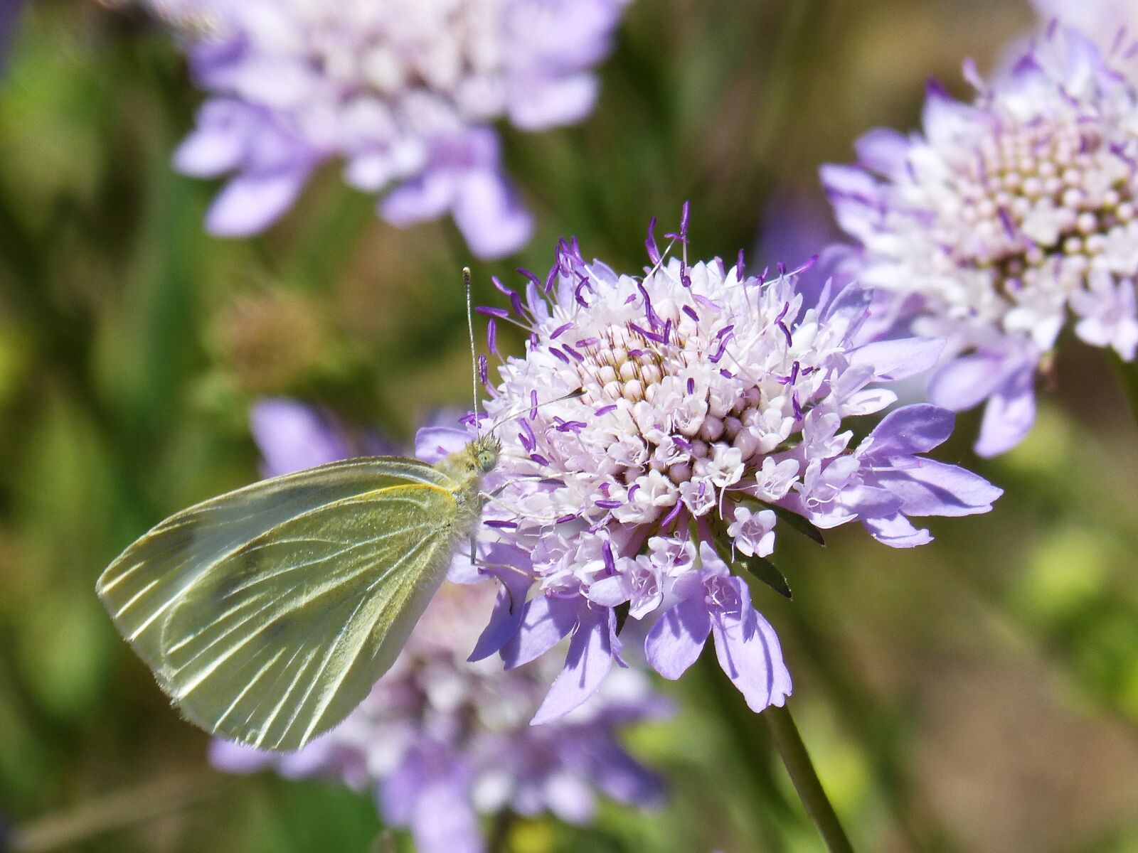 Panasonic DMC-FZ62 sample photo. Butterfly, libar, blanquita of photography