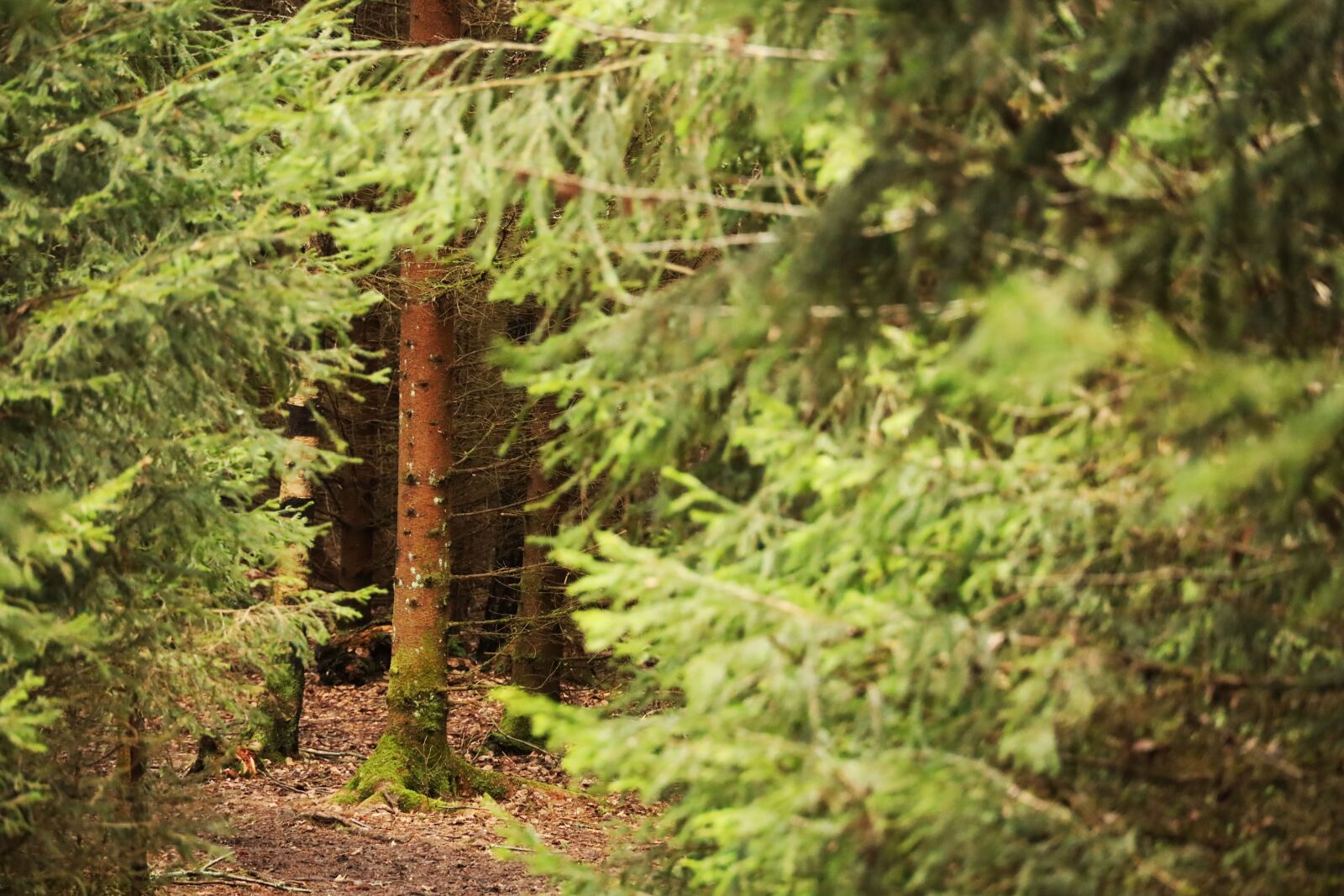 Canon RF 24-240mm F4-6.3 IS USM sample photo. Wood, tree, forest photography