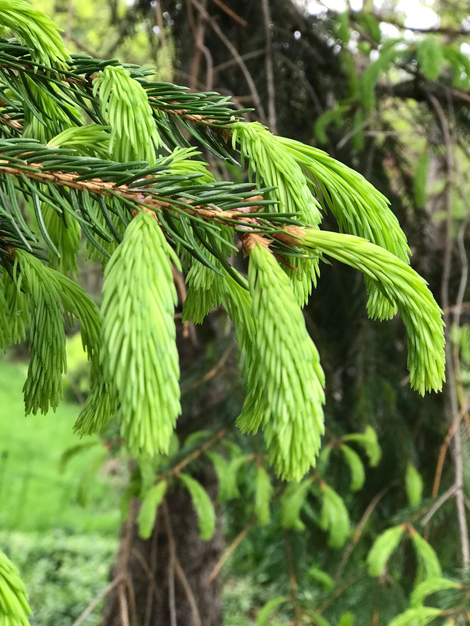 iPhone 7 Plus back dual camera 6.6mm f/2.8 sample photo. Plants, garden, nature photography