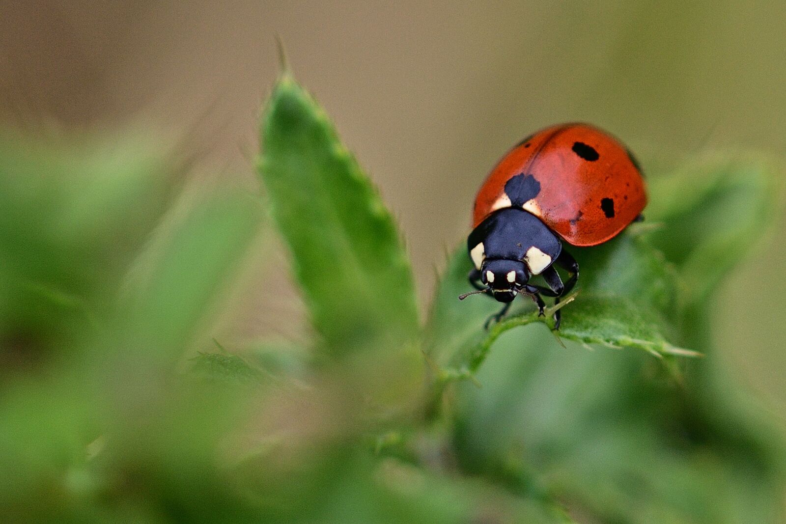 Nikon D5200 sample photo. Ladybug, garden, nature photography