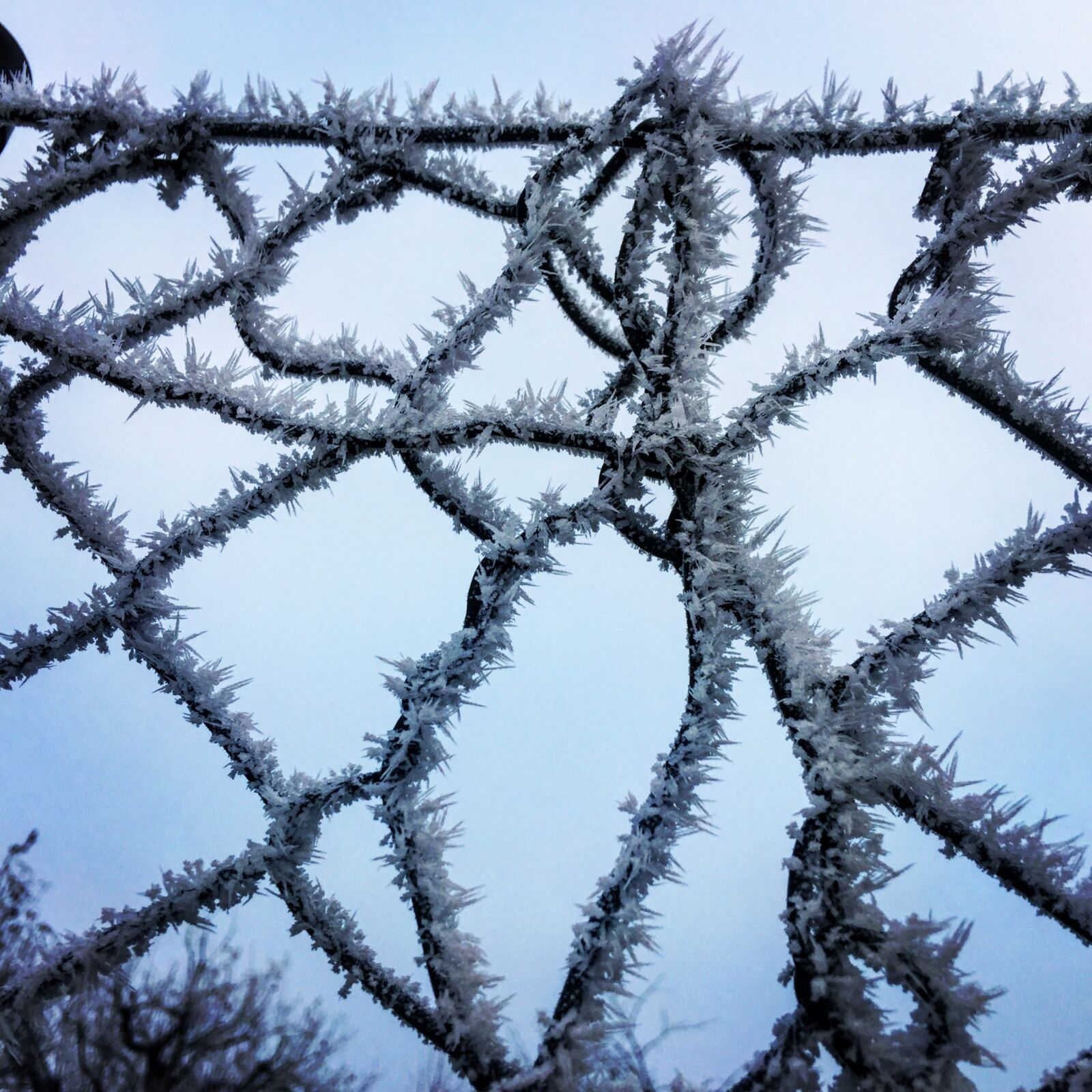 iPhone 6 Plus back camera 4.15mm f/2.2 sample photo. Winter, eiskristalle, cold photography