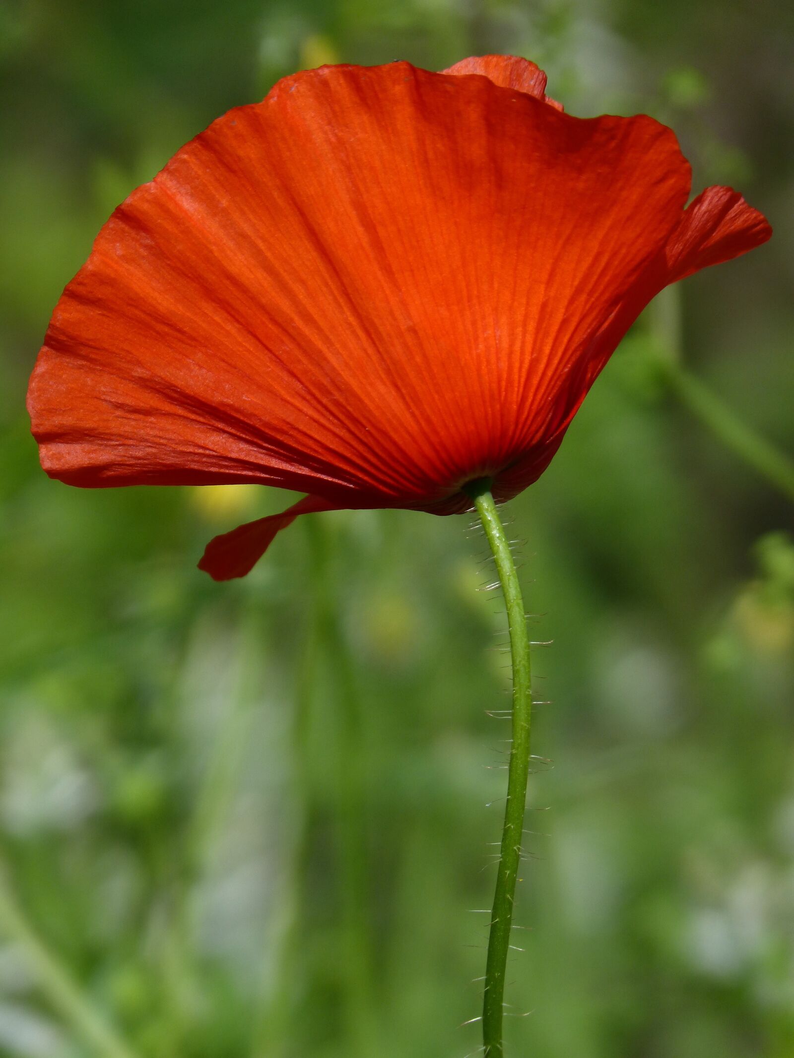 Panasonic DMC-FZ62 sample photo. Poppy, ababol, spring photography