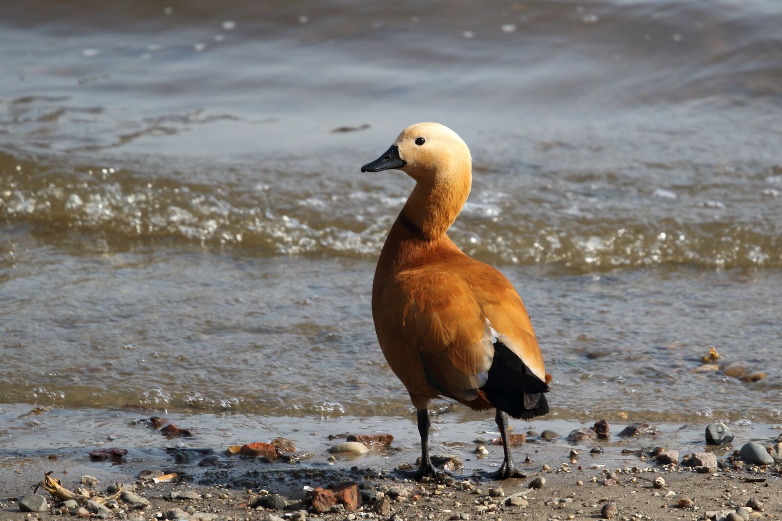 Sigma 100-400mm F5-6.3 DG OS HSM sample photo. Ogar, duck, bird photography