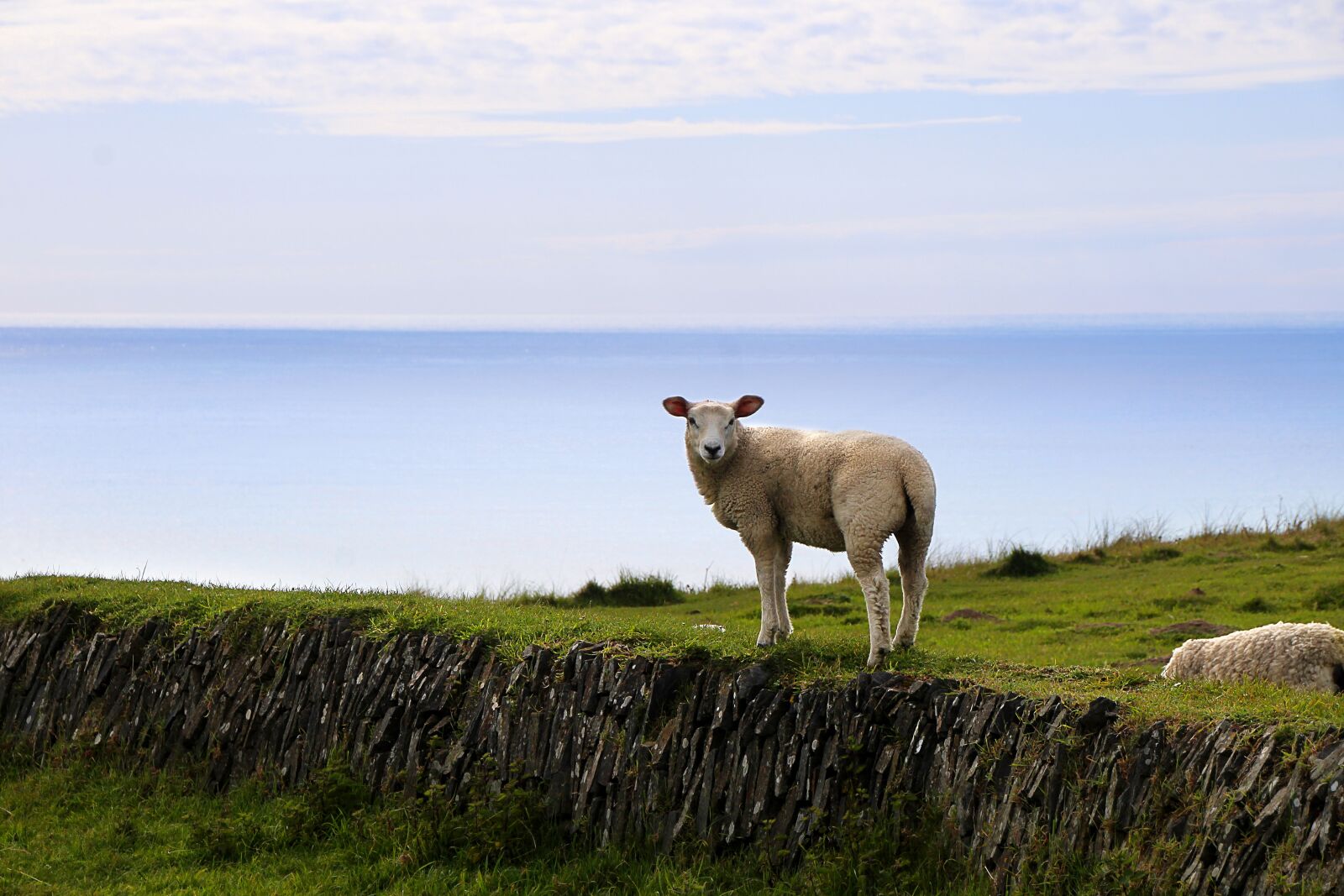 Canon EOS 1300D (EOS Rebel T6 / EOS Kiss X80) sample photo. Sheep, graze, horizon photography