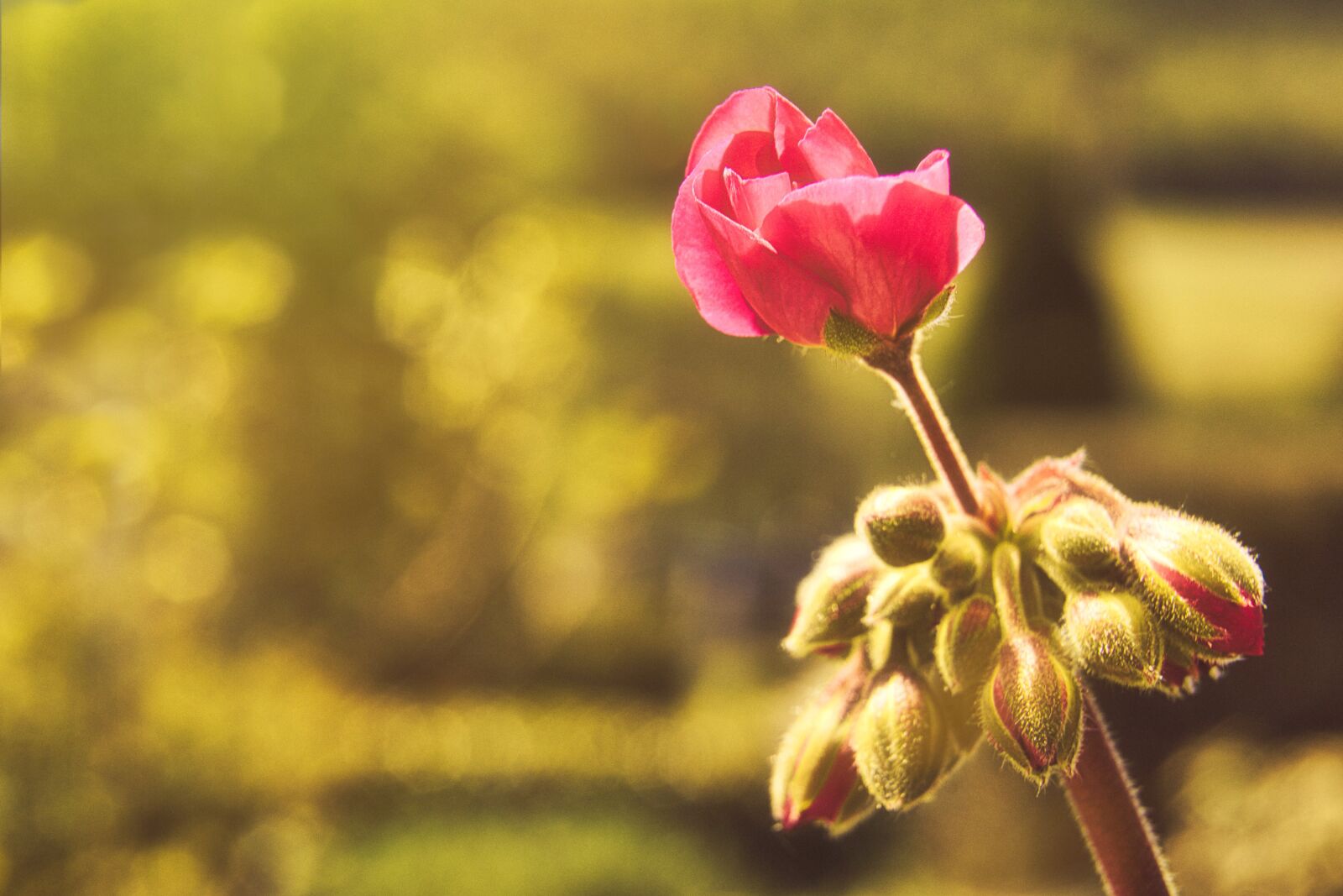 Canon EOS 800D (EOS Rebel T7i / EOS Kiss X9i) sample photo. Flower, blossom, bloom photography