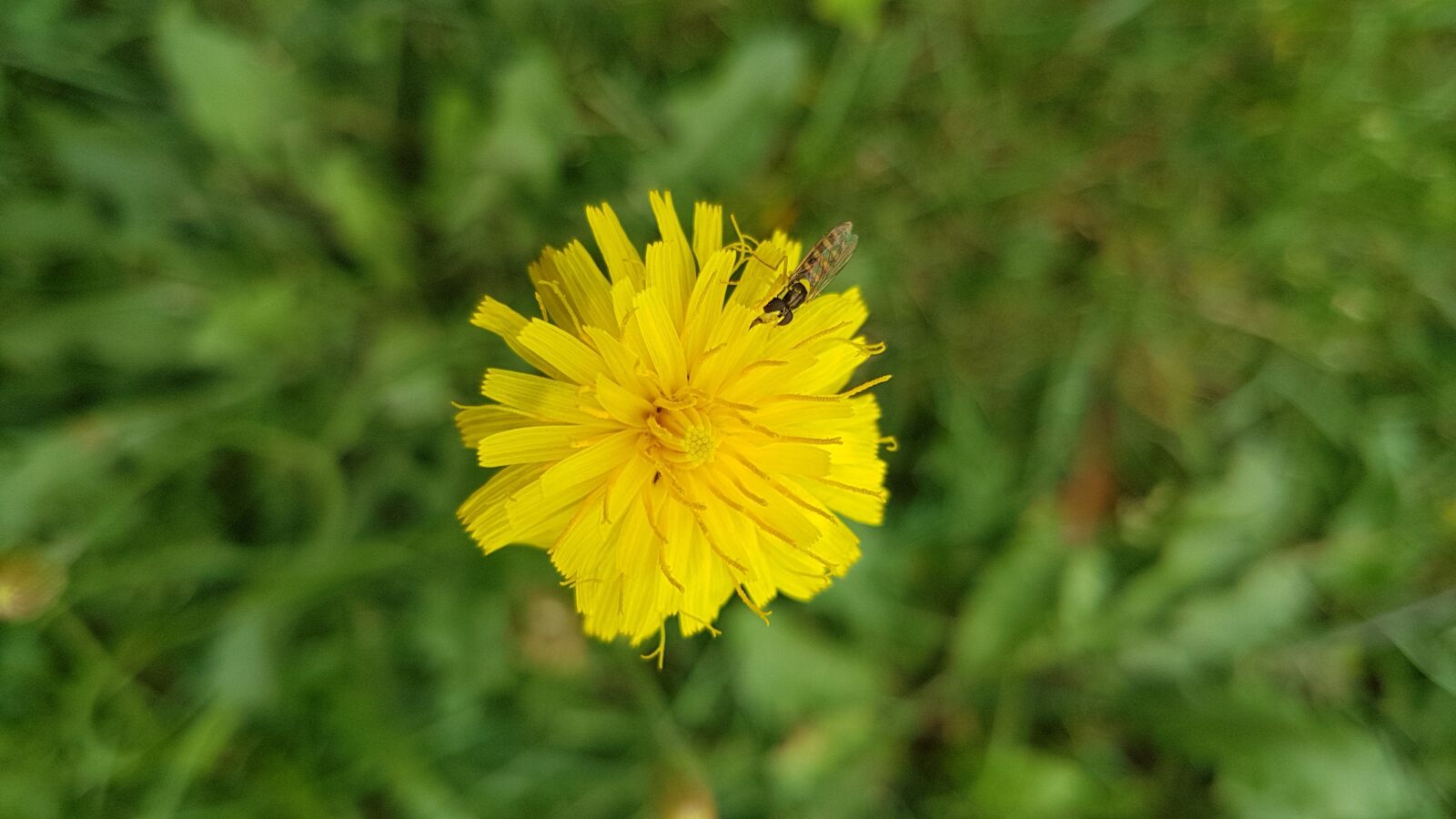 Samsung Galaxy S7 Edge sample photo. Flower, yellow, nature photography