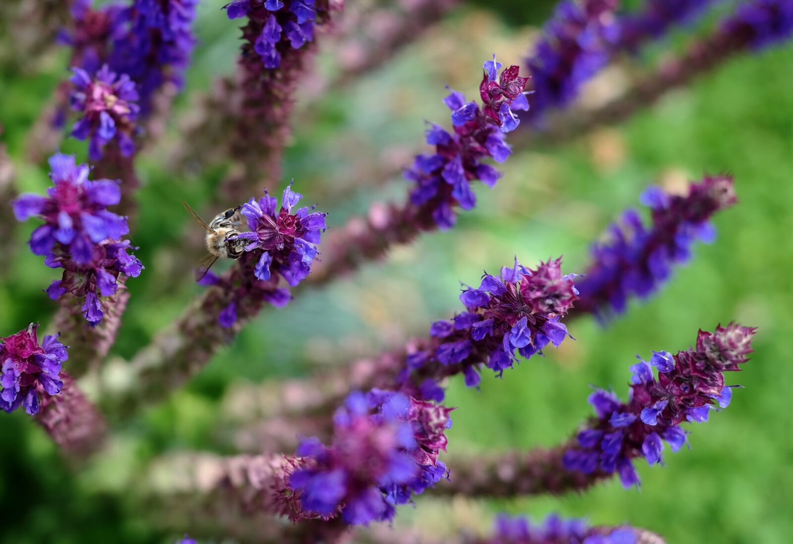 Samsung NX300M sample photo. Sage, blossom, bloom photography