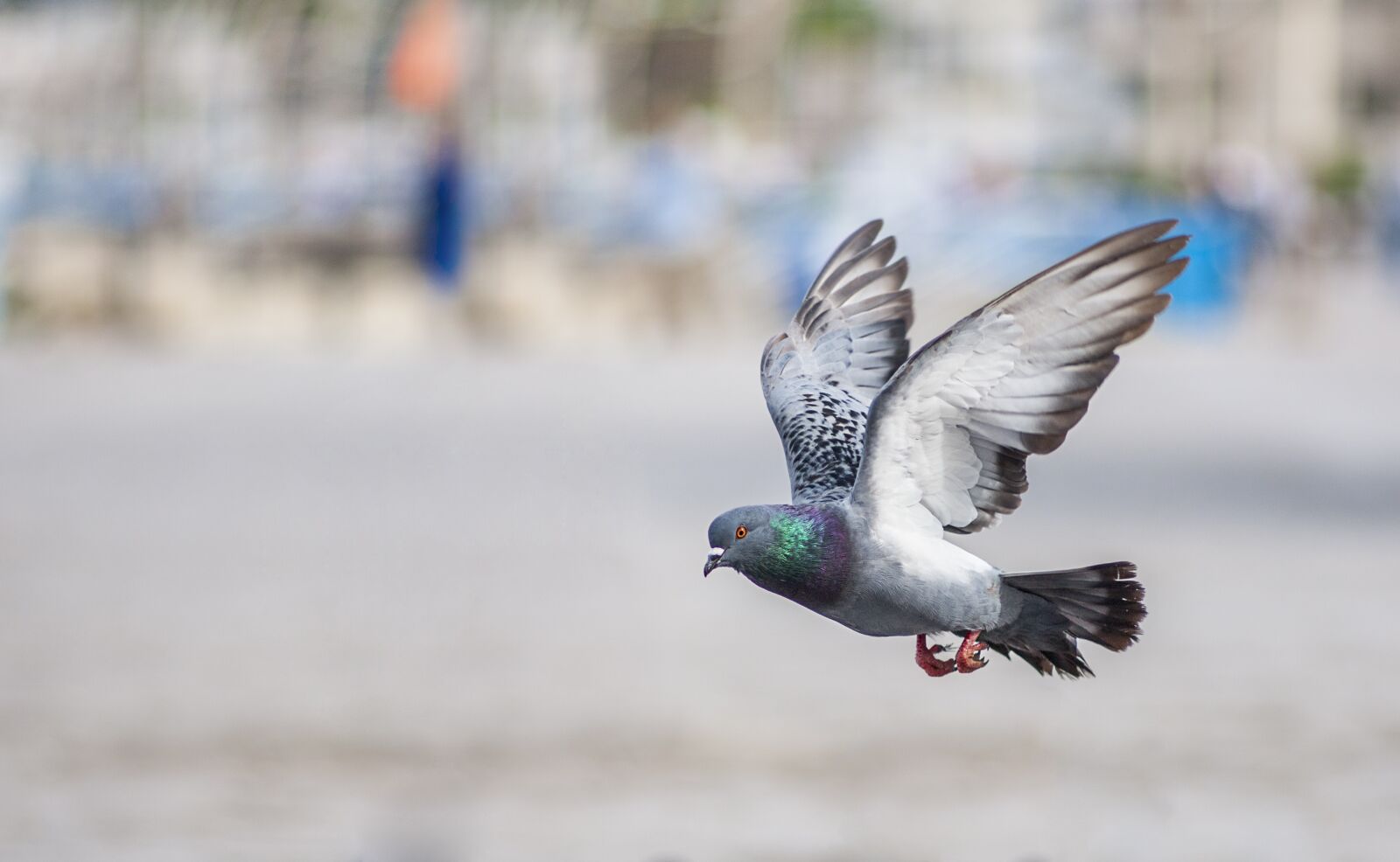 Canon EF 135mm F2.8 SF sample photo. Bird, pigeon, wing photography