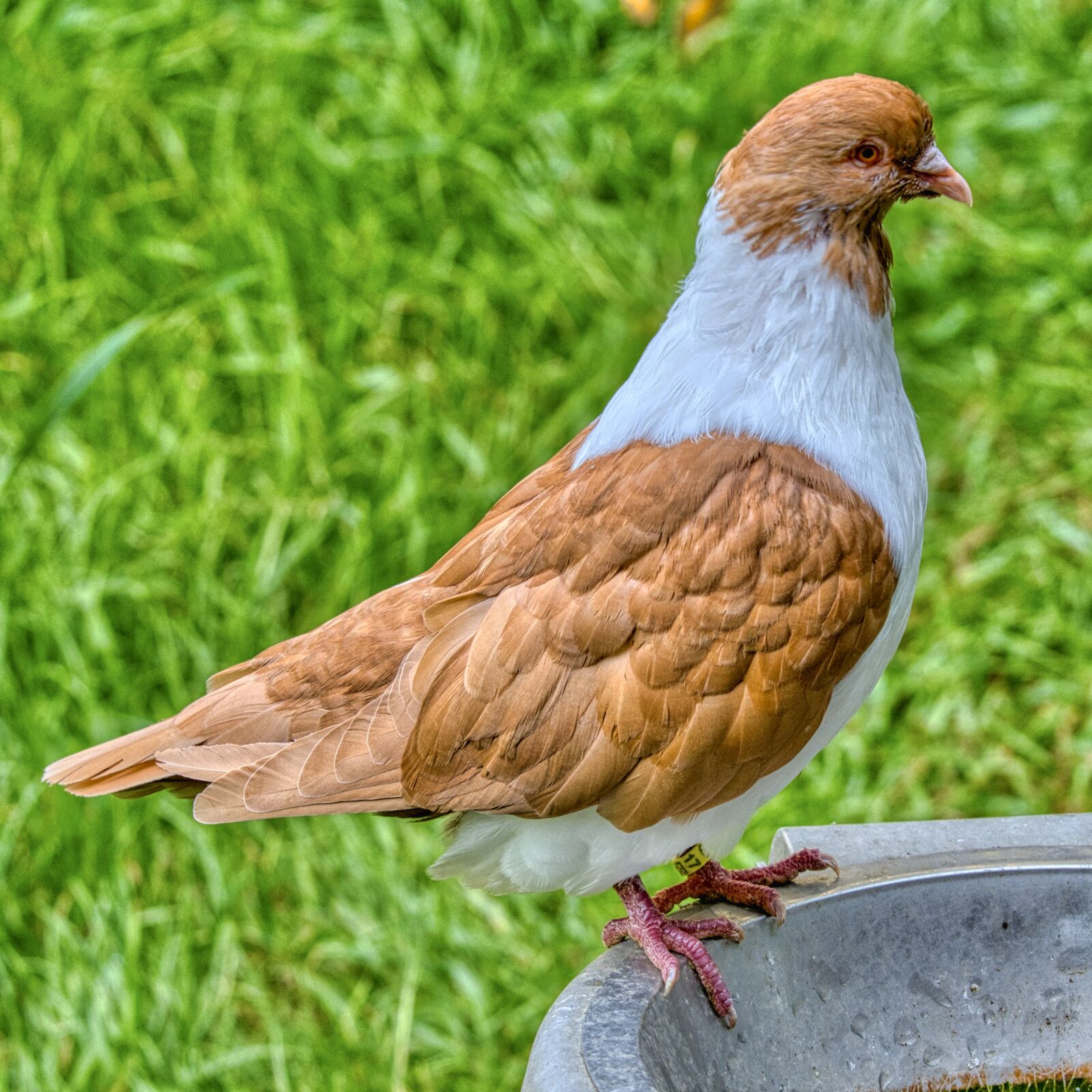 Nikon D7500 sample photo. Dove, species, plumage photography