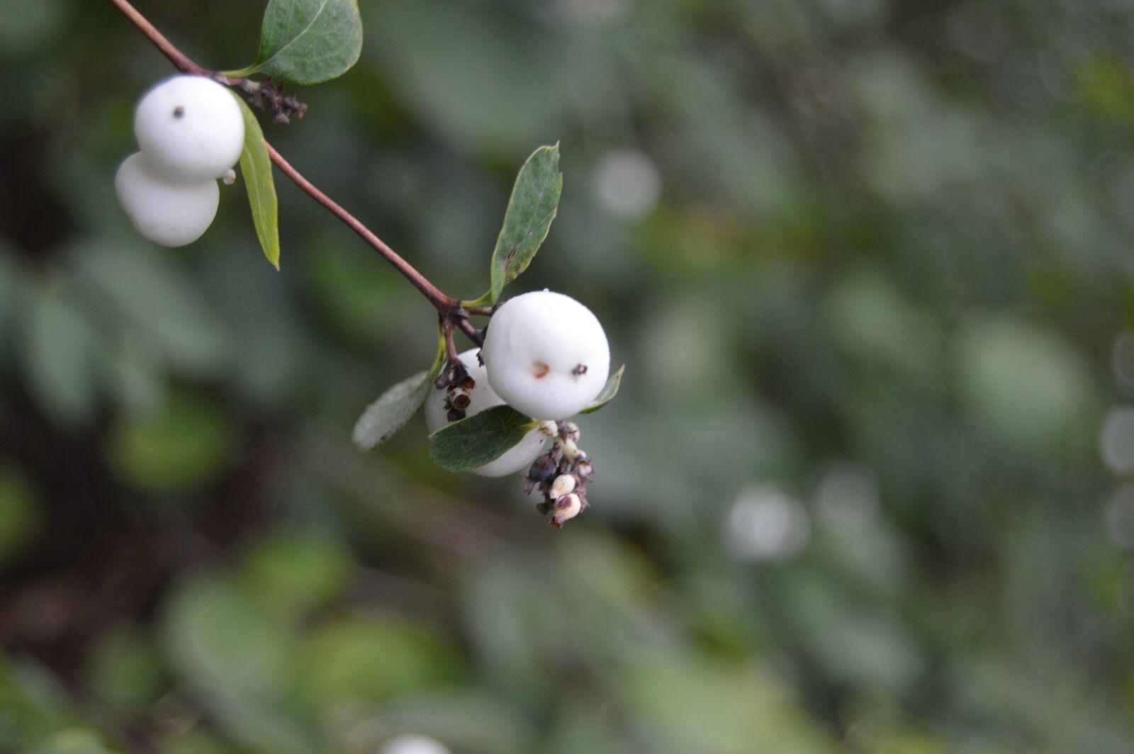 Nikon D3200 sample photo. White, fruit, natural photography