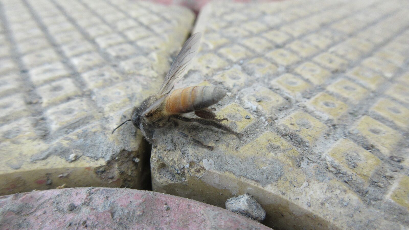 Canon PowerShot ELPH 350 HS (IXUS 275 HS / IXY 640) sample photo. Bee, road, animal photography