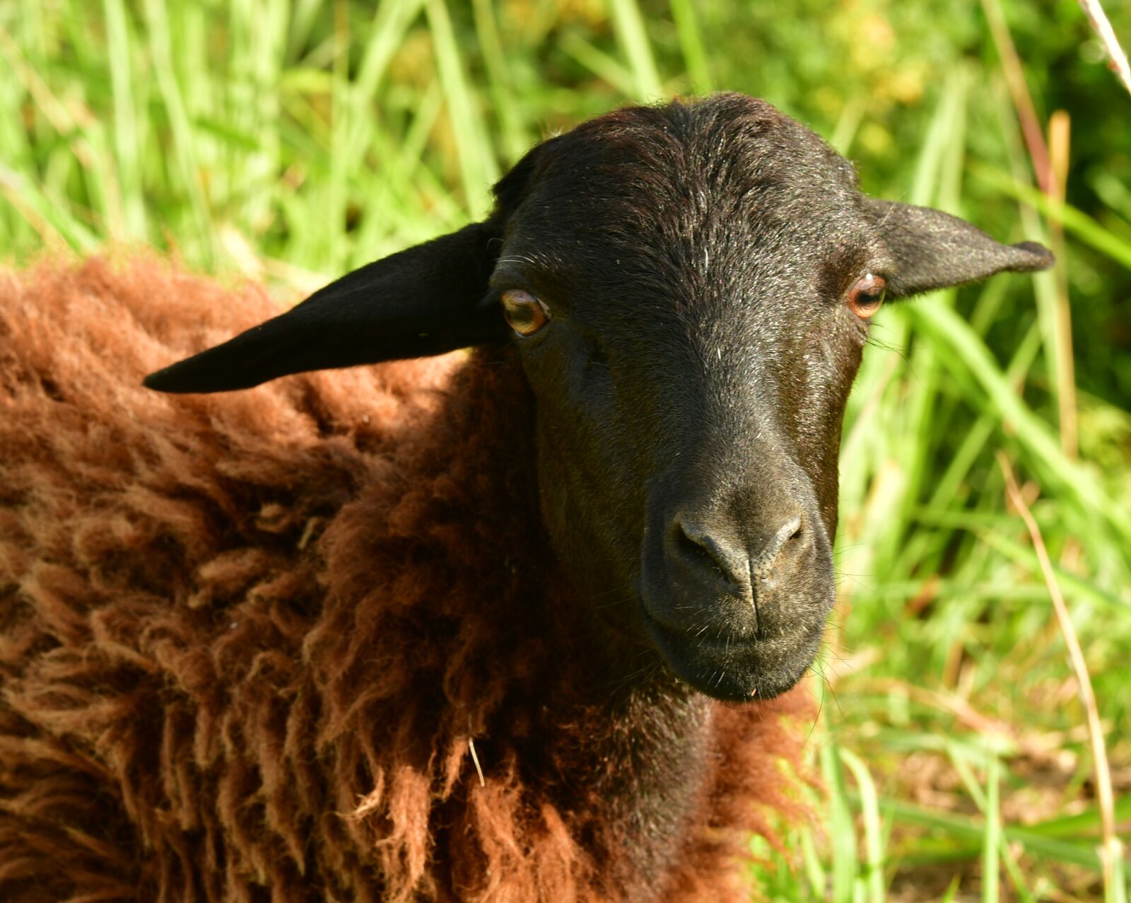 Nikon D500 sample photo. Goat, goatling, lamb photography